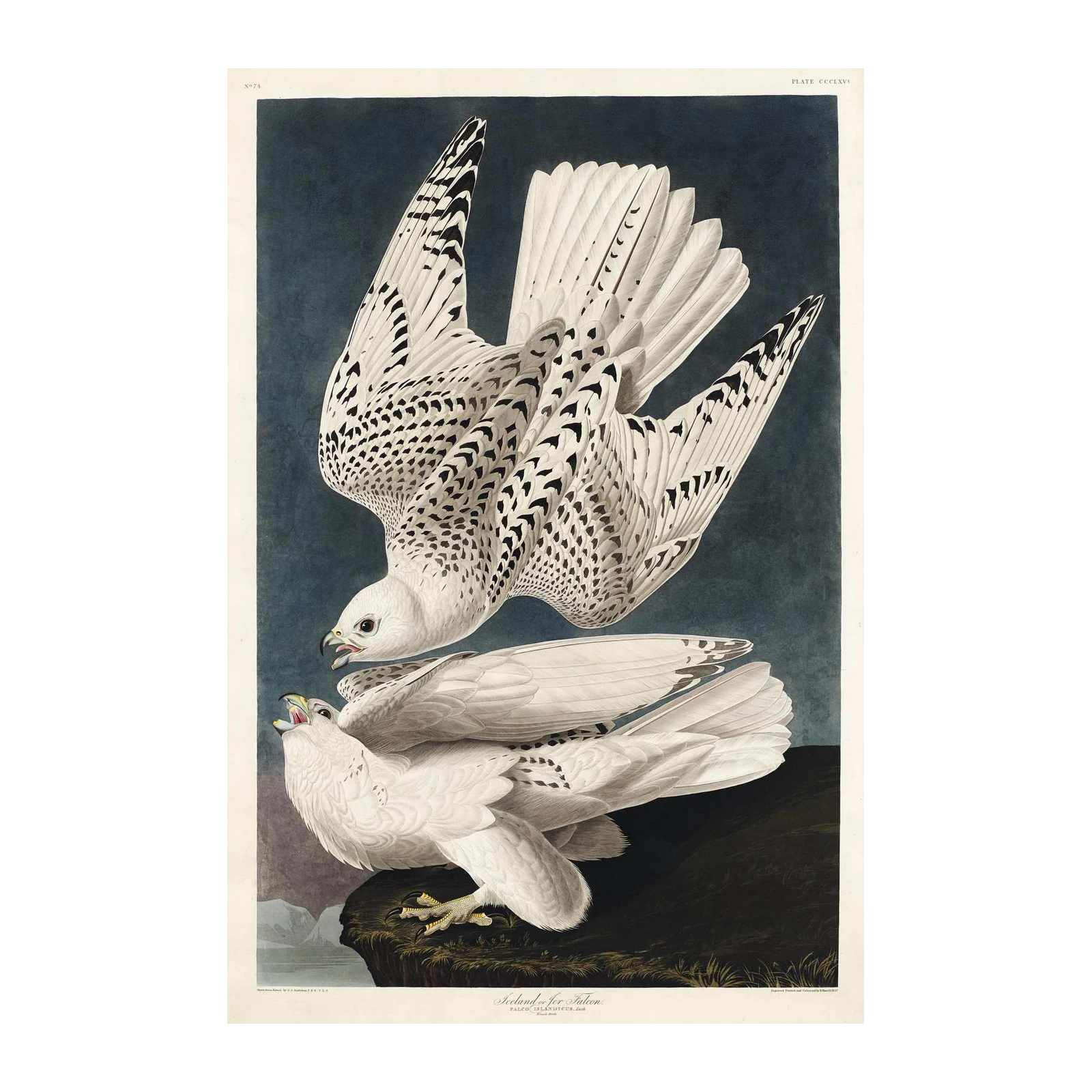 Majestic Gyrfalcon Duo Wall Art Wall Art