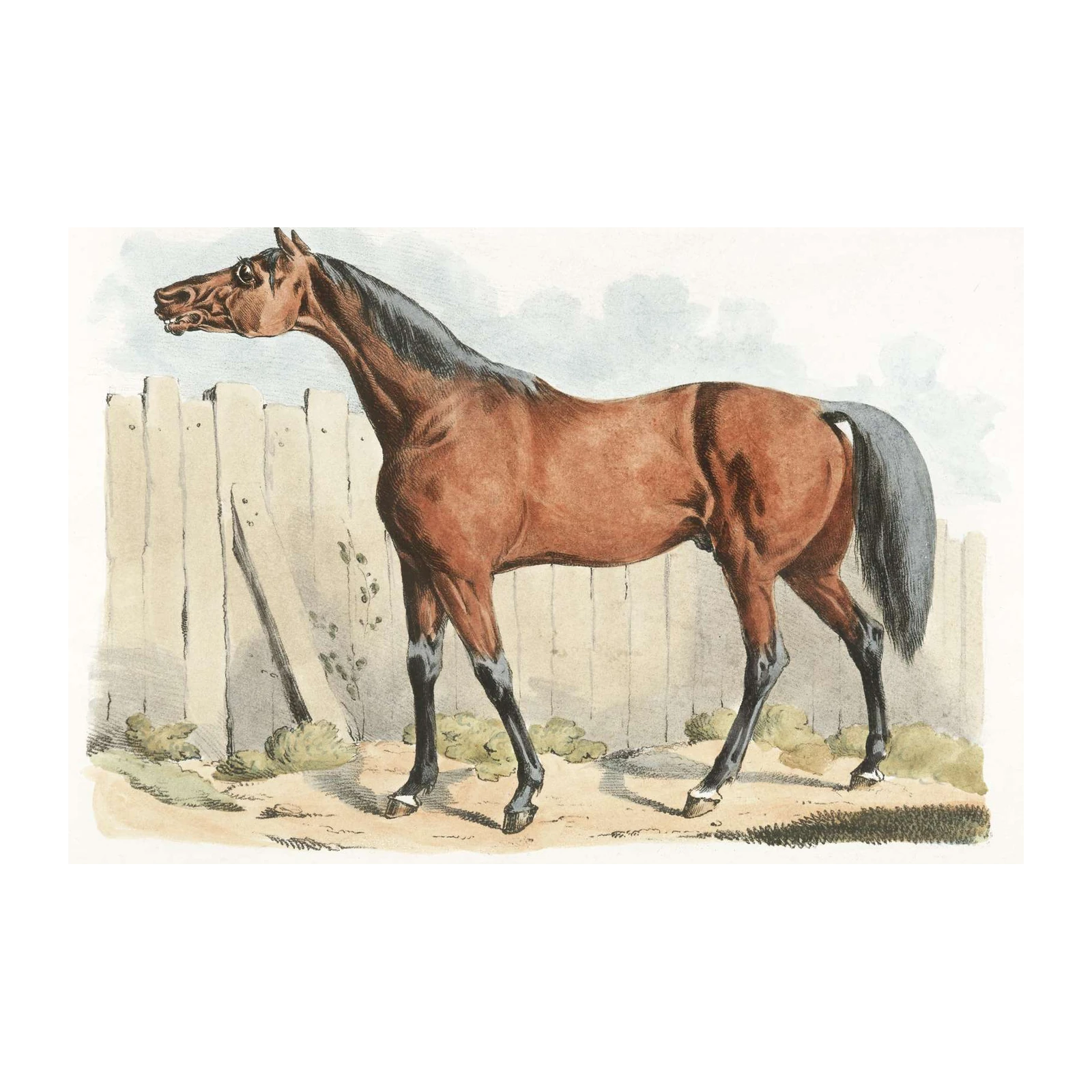 Vintage Bay Horse Portrait Wall Art | Equestrian Art