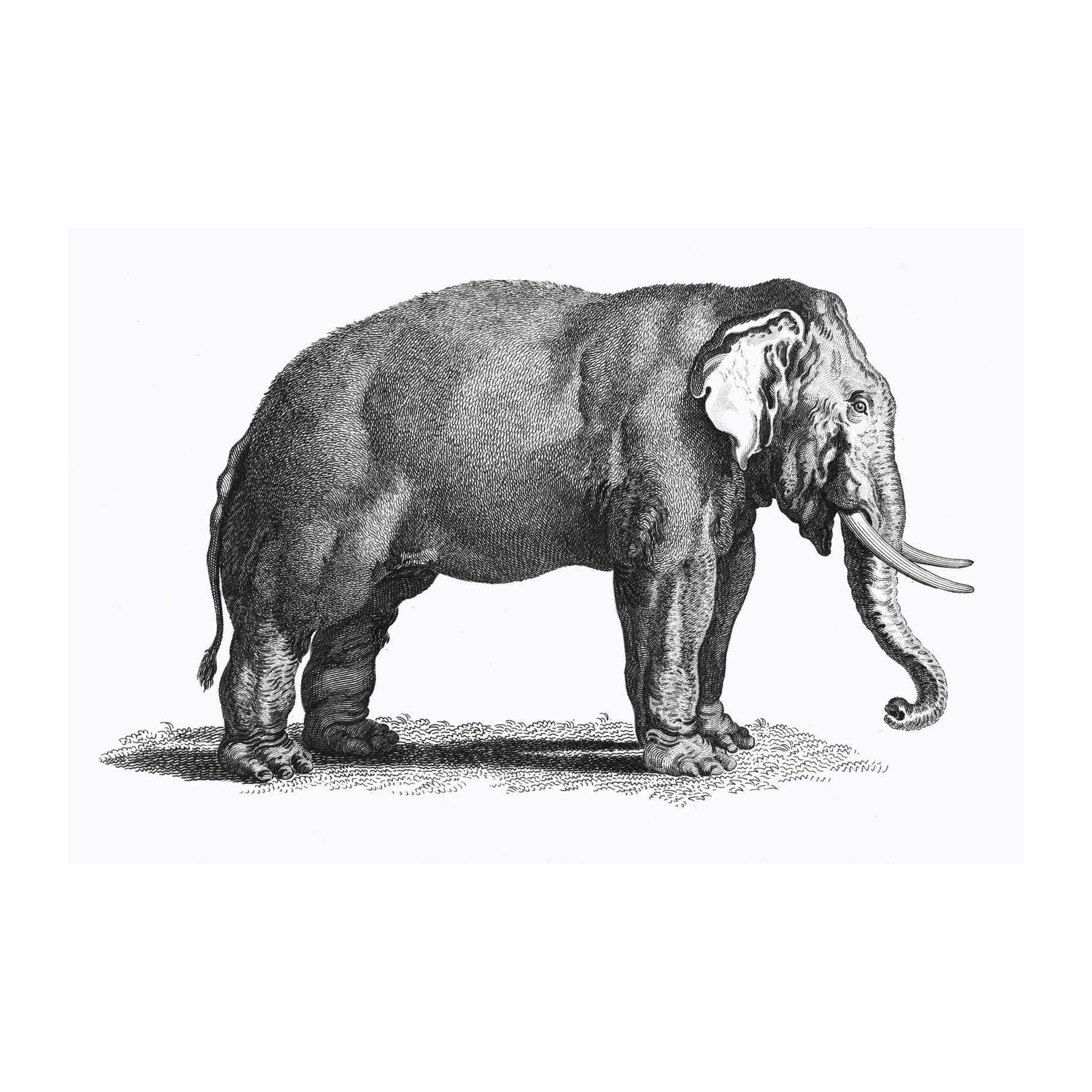 Vintage Elephant Etching Wall Art