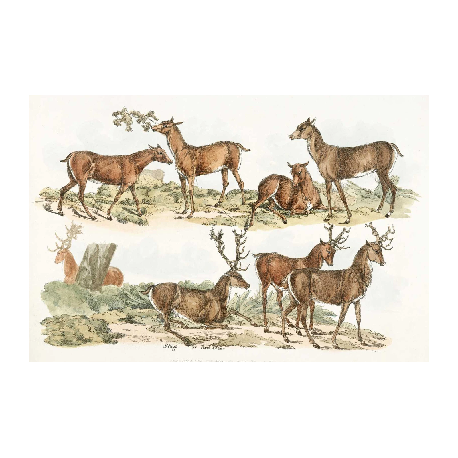 Vintage Stag & Hind Deer Art Wall Art