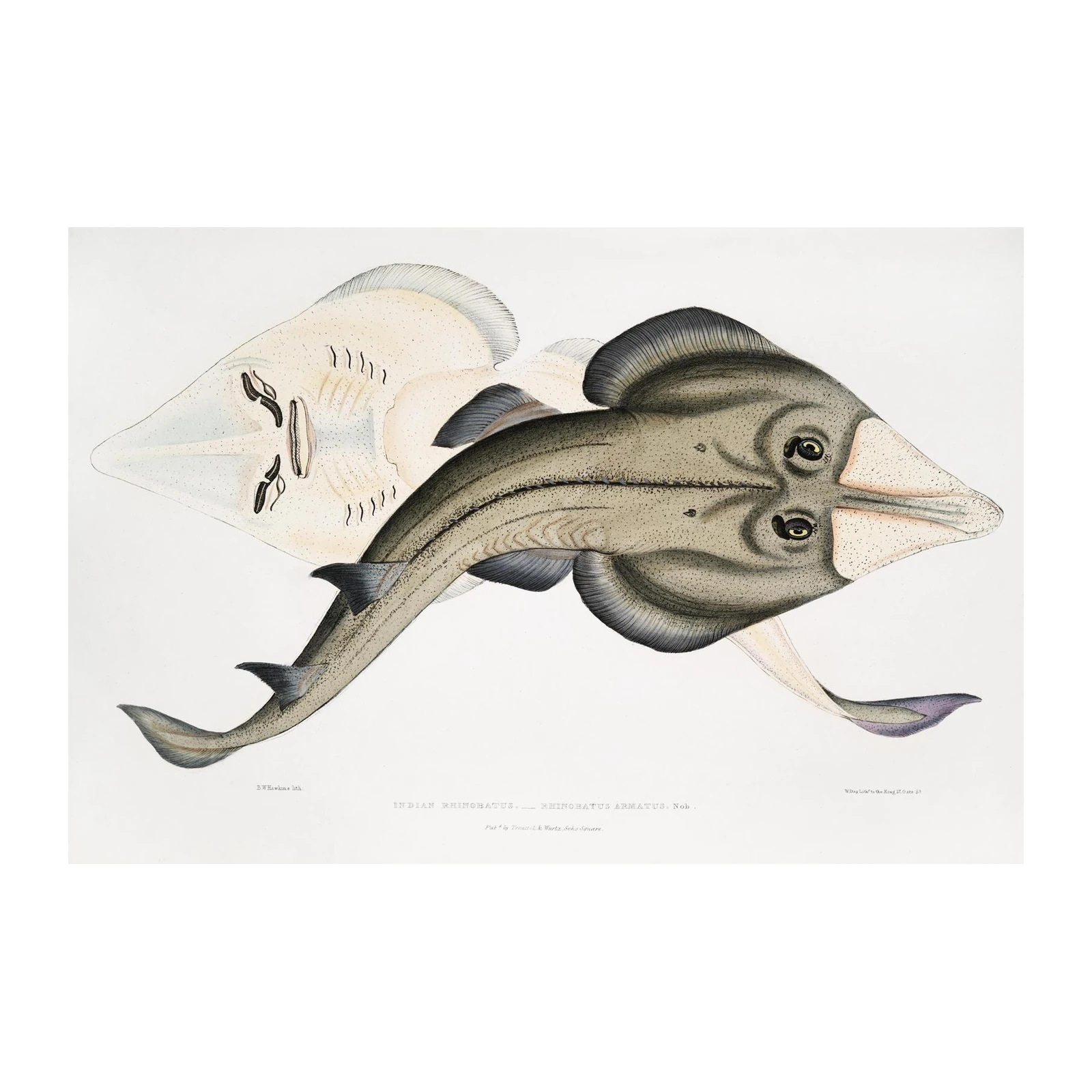 Vintage Indian Guitarfish Wall Art
