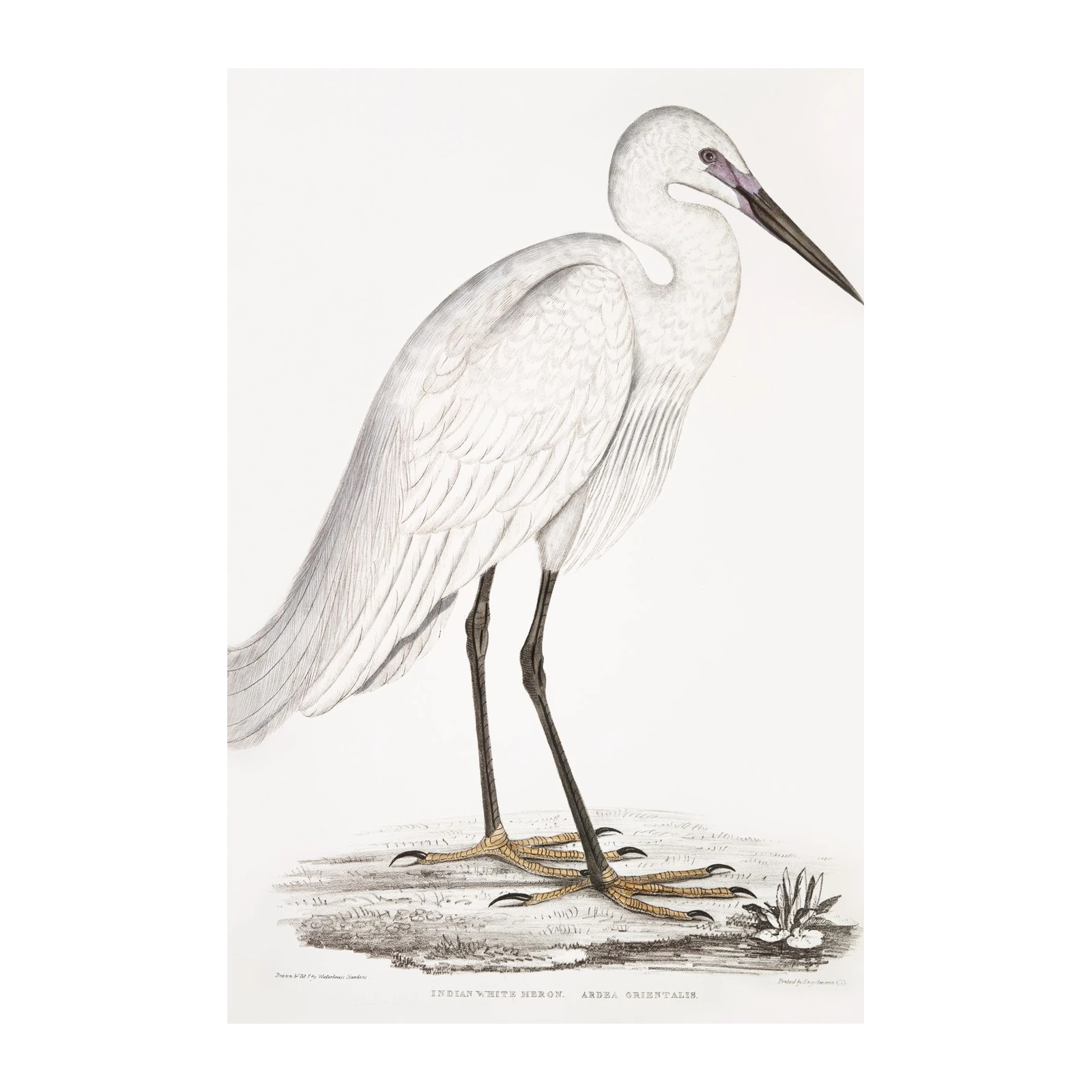 Elegant Indian White Heron Vintage Bird Art Wall Art