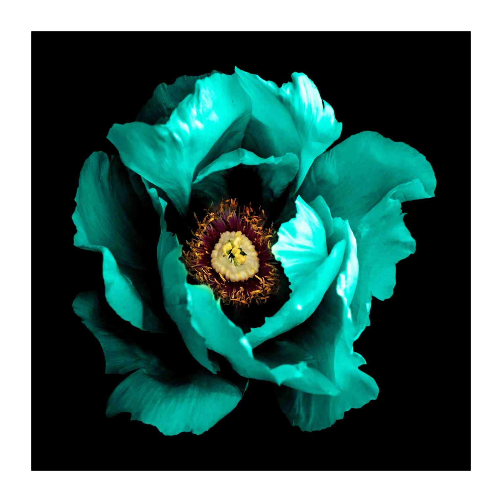 Teal Peony Bloom Wall Art