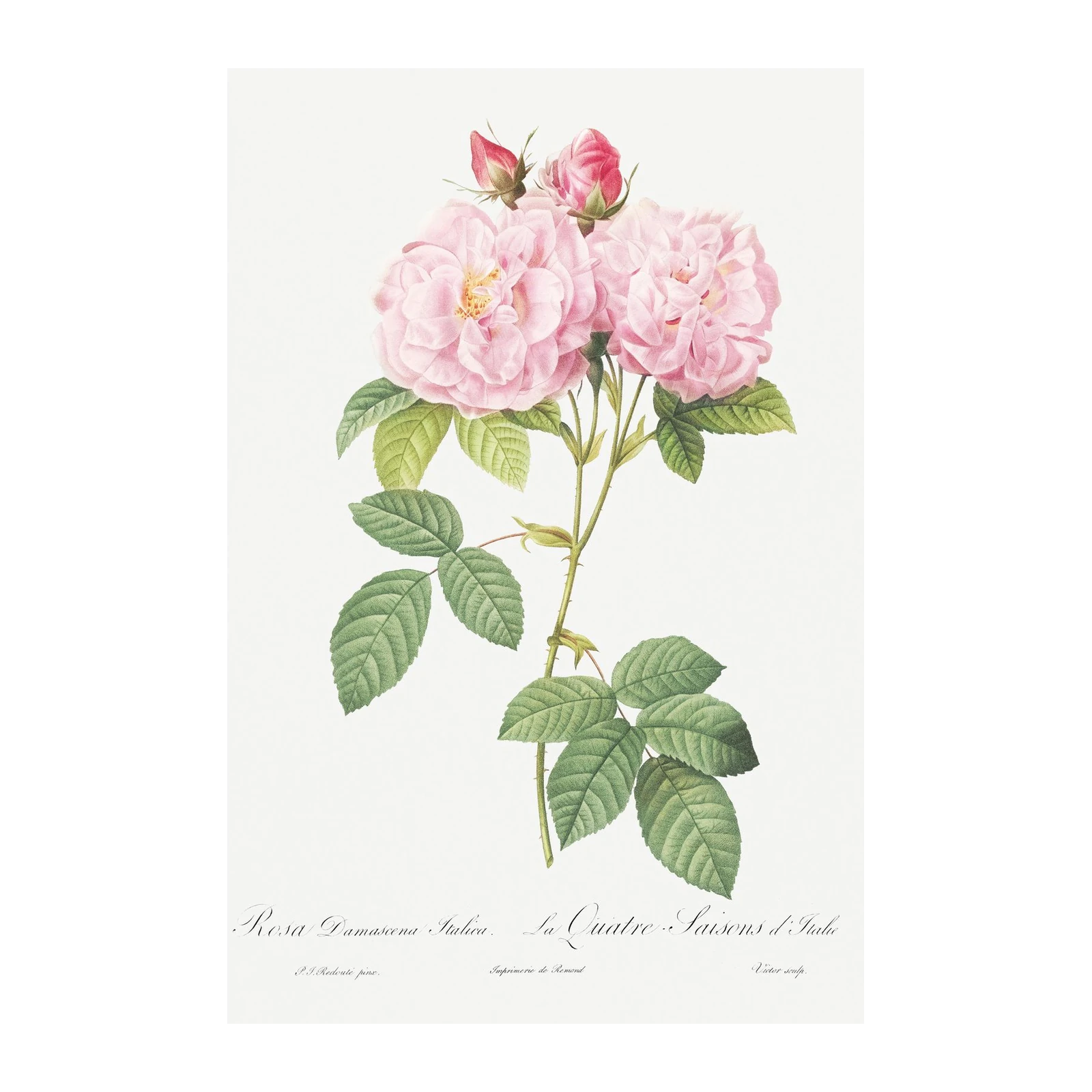 Vintage Pink Rose Botanical Print - Floral Wall Art