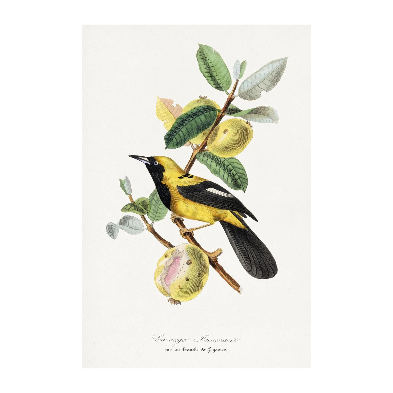 Vibrant Yellow Bird & Guava Branch Wall Art