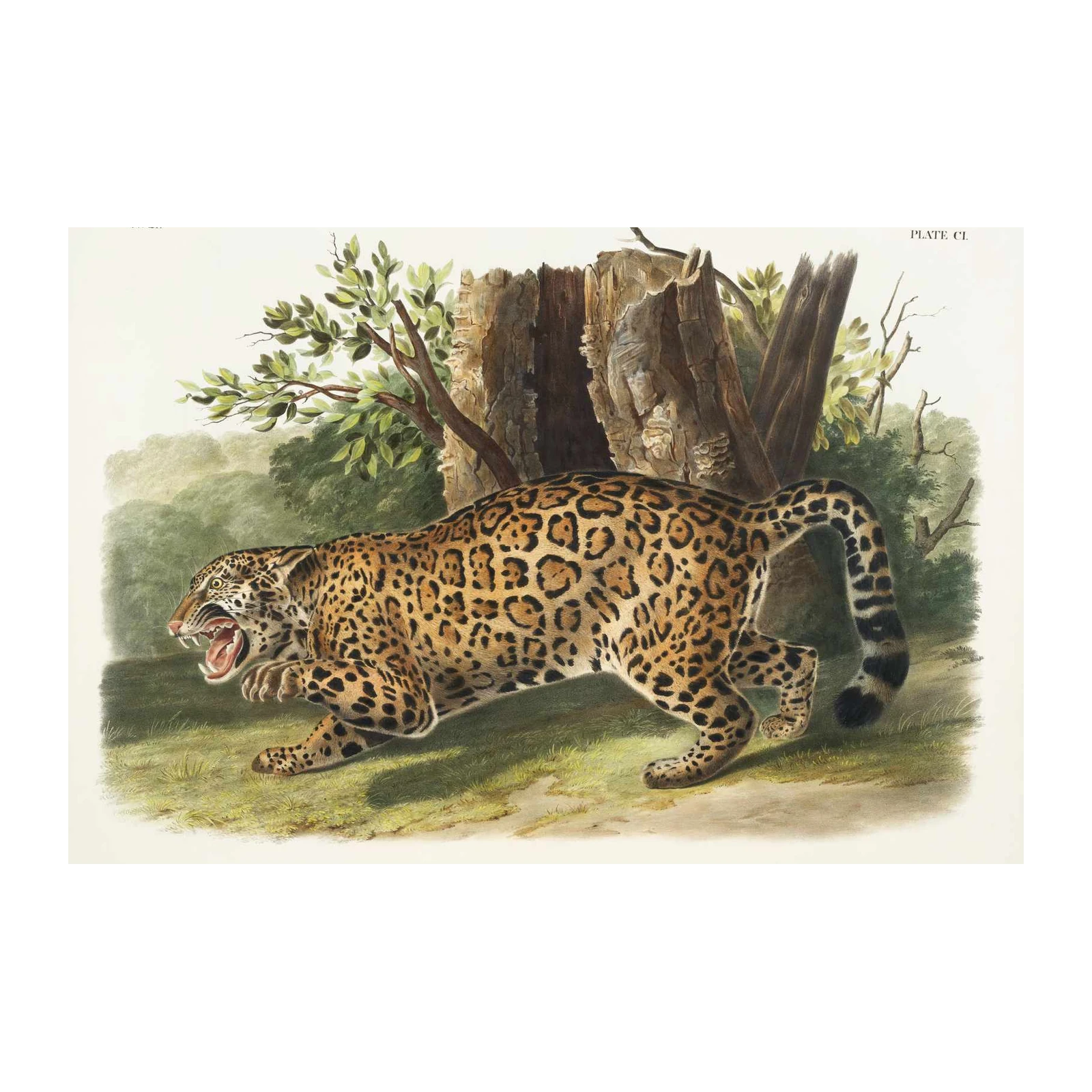Majestic Jaguar Wildlife Art Wall Art
