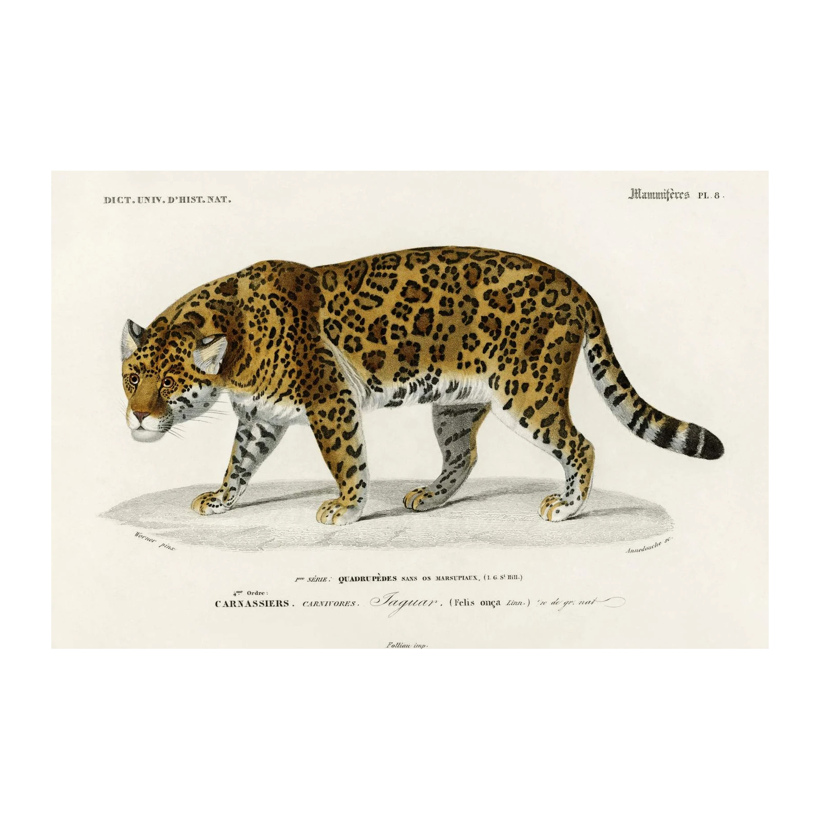 Vintage Jaguar Art Wall Art | Wild Animal Decor
