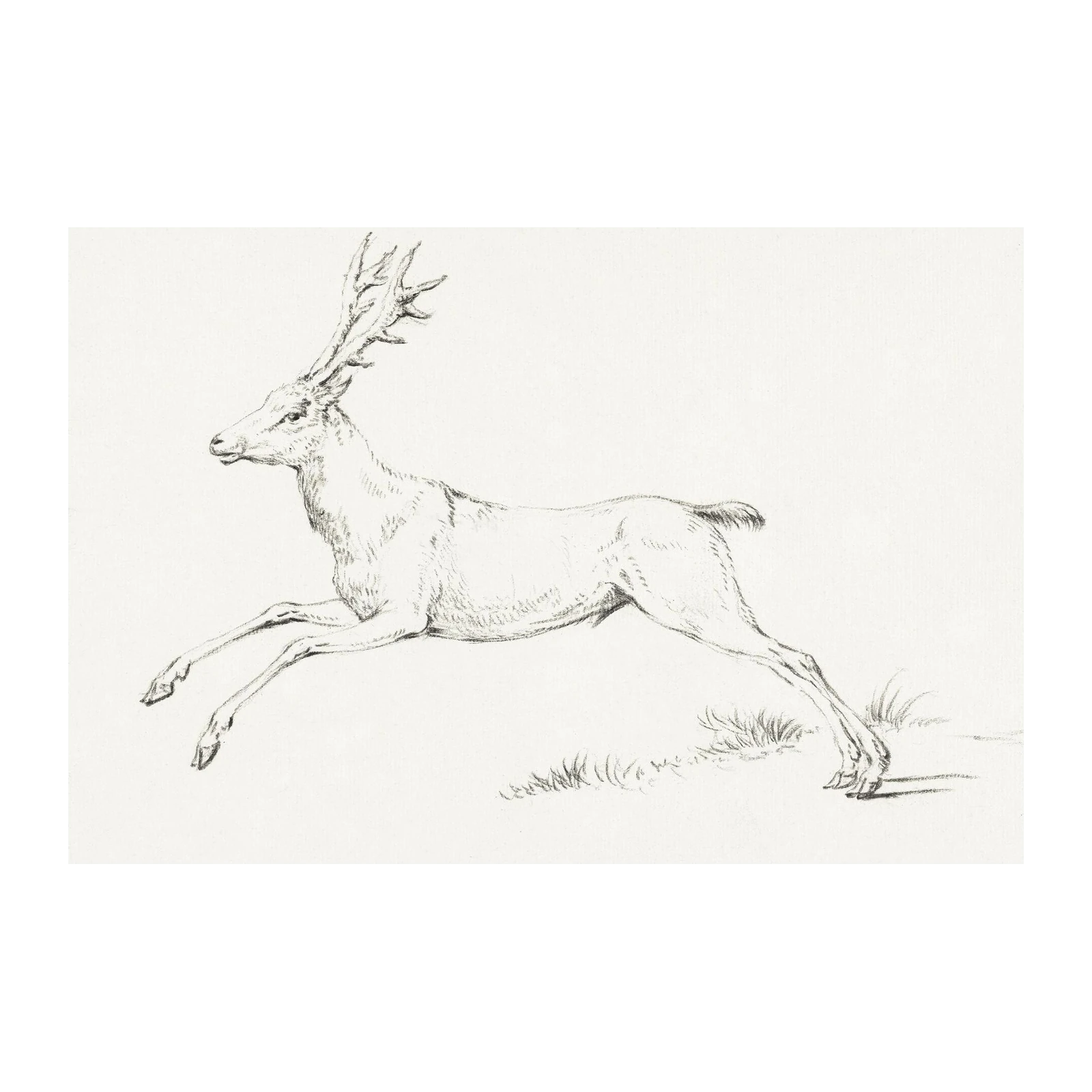 Elegant Stag Sketch Wall Art - Nature Art