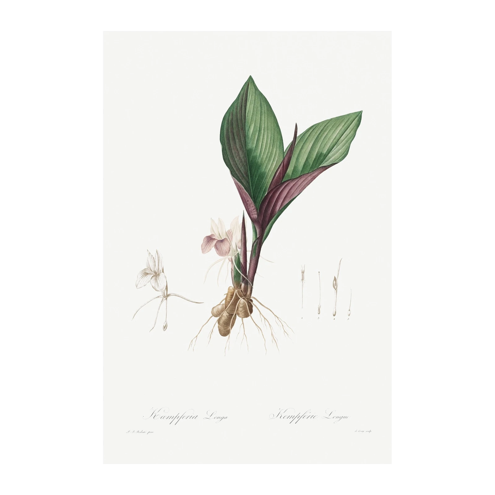 Vintage Botanical Galangal Wall Art