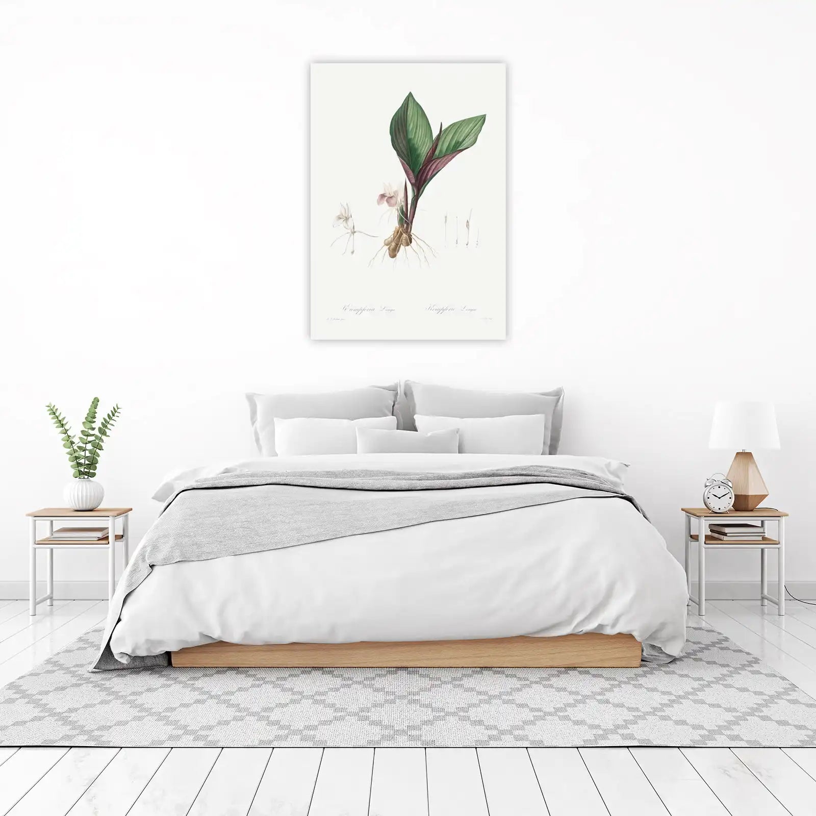 Vintage Botanical Galangal Wall Art