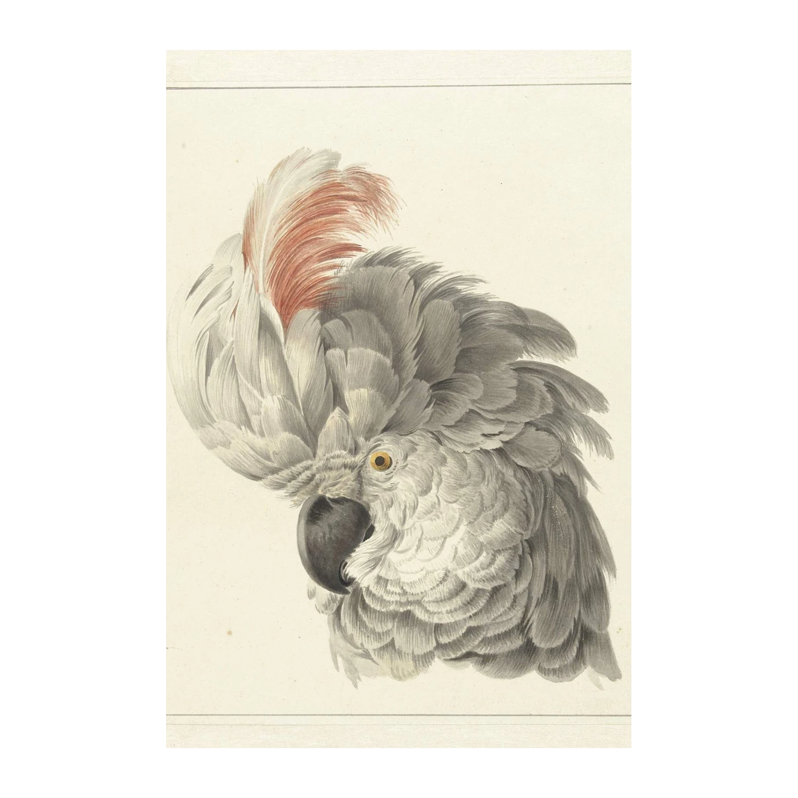 Elegant Cockatoo Portrait Fine Art Wall Art