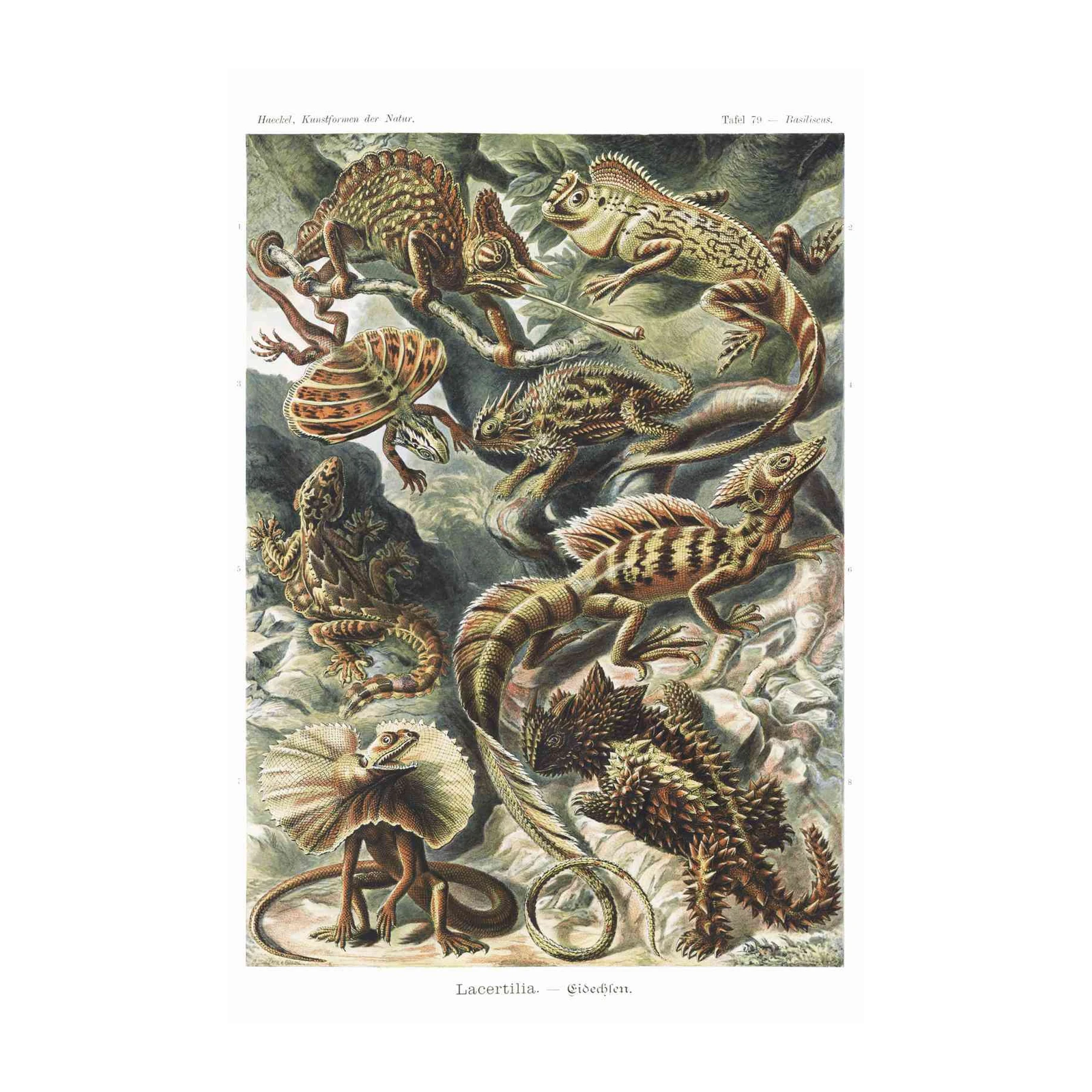 Vintage Lizard Art | Natural History Reptile Wall Art