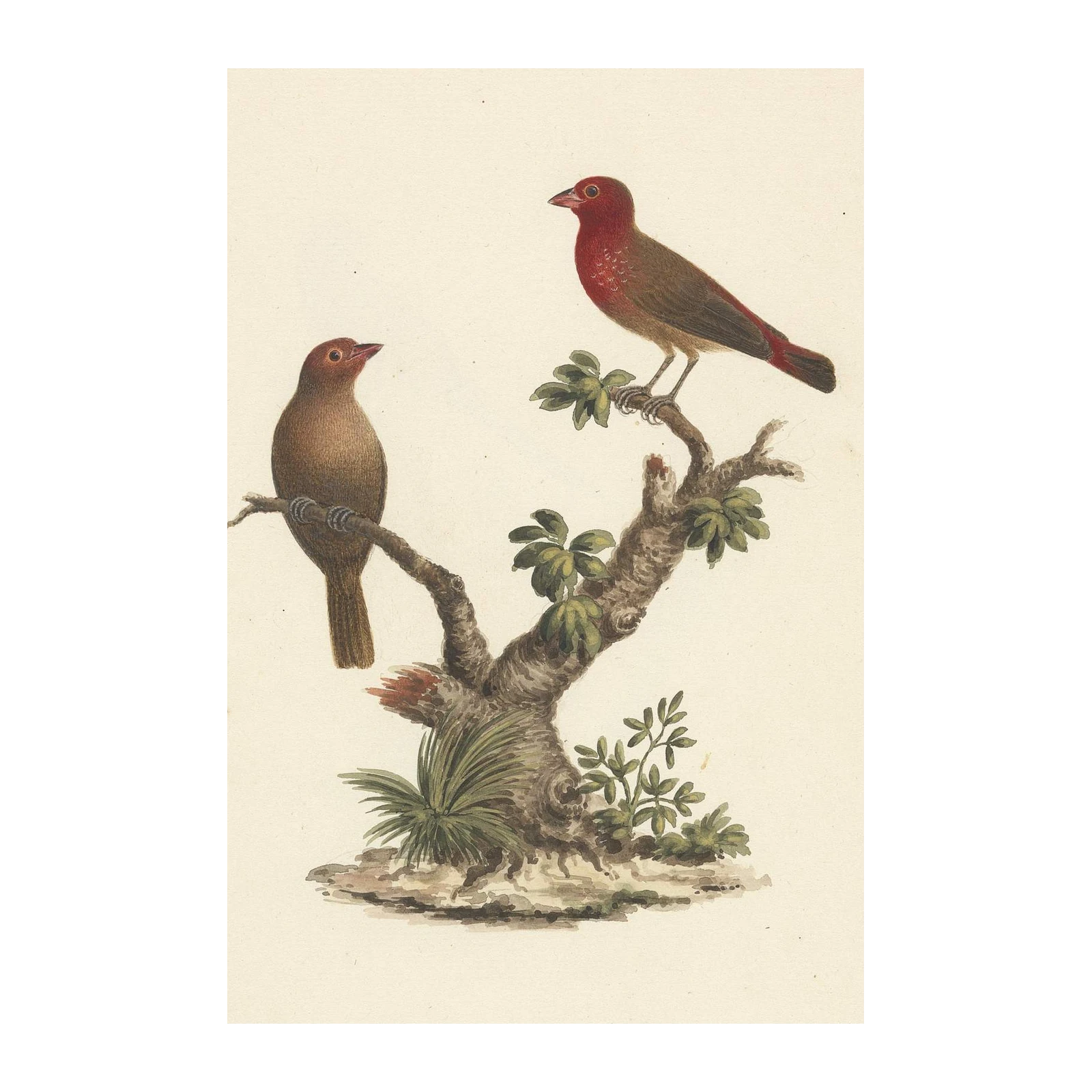 Vintage Bird Art: Crimson Finch Tree Wall Art