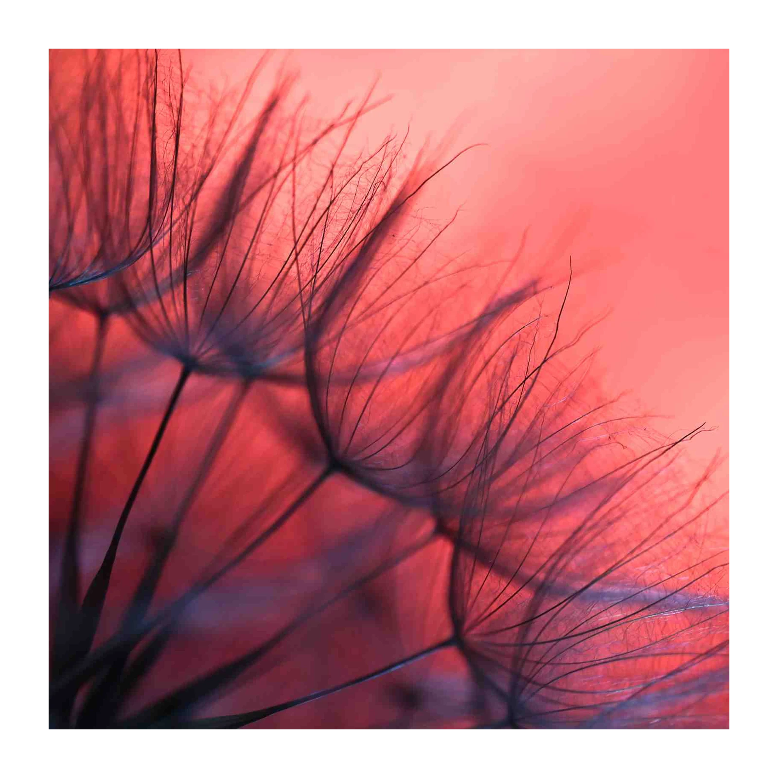 Dreamy Dandelion Seeds Pink Sunset Wall Art