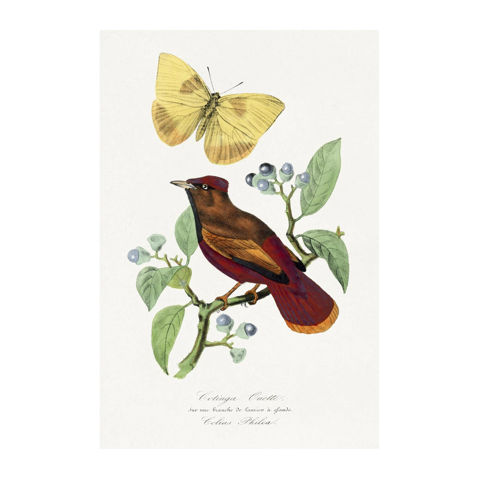 Vintage Bird and Butterfly Botanical Wall Art
