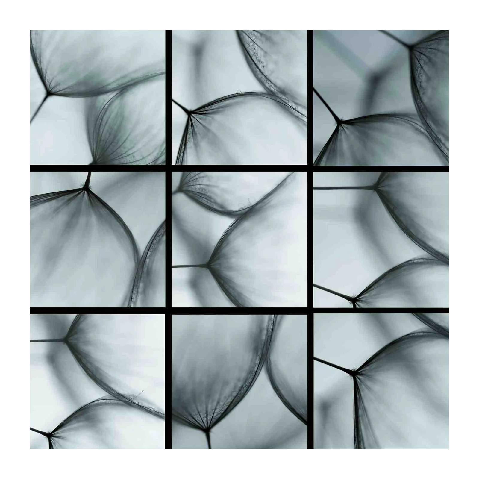 Abstract Dandelion Seed Macro Wall Art