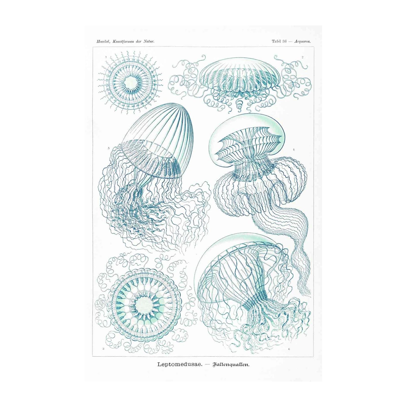 Vintage Jellyfish Scientific Illustration Wall Art