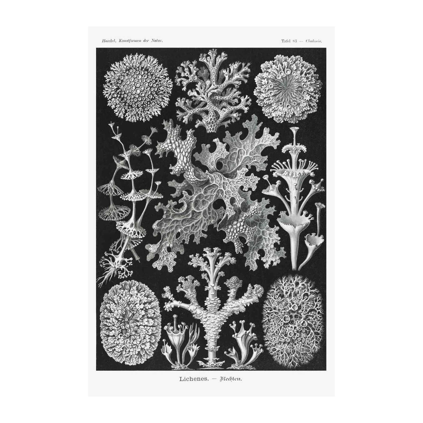 Vintage Lichen Botanical Art Wall Art