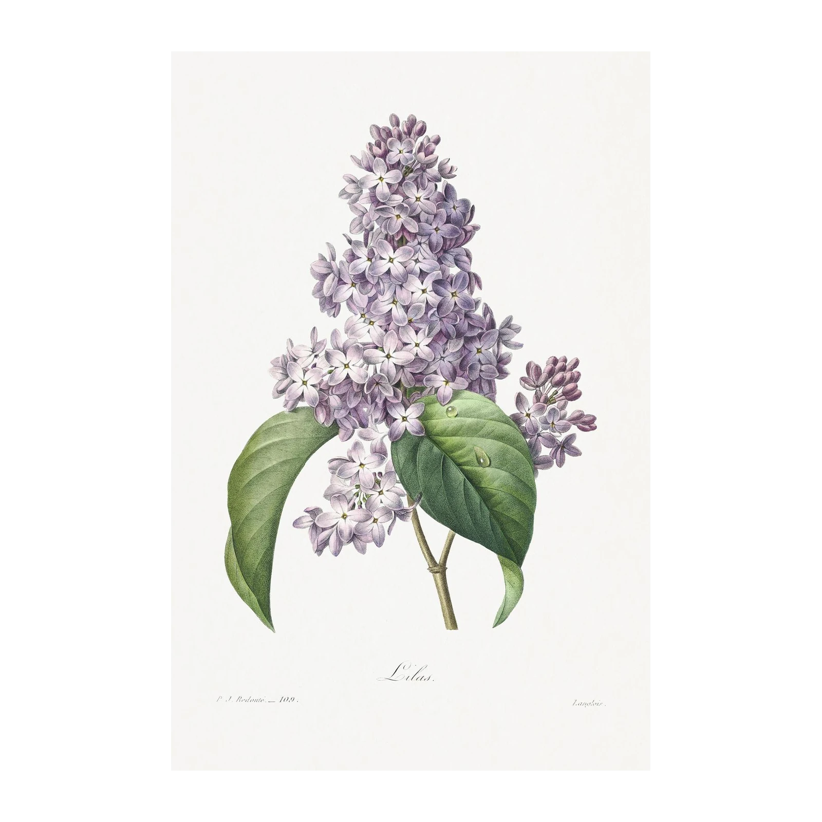 Vintage Botanical Lilac Floral Wall Art