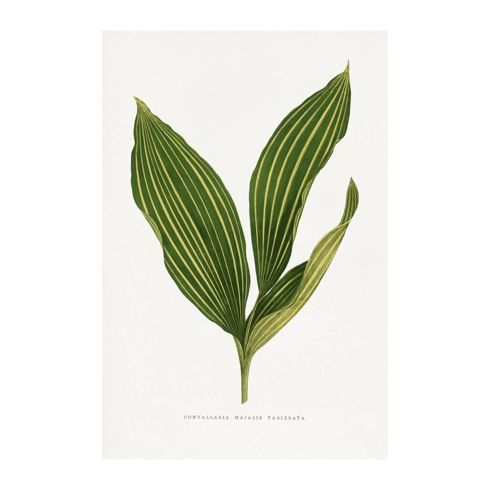 Variegated Lily of the Valley Botanical Wall Art