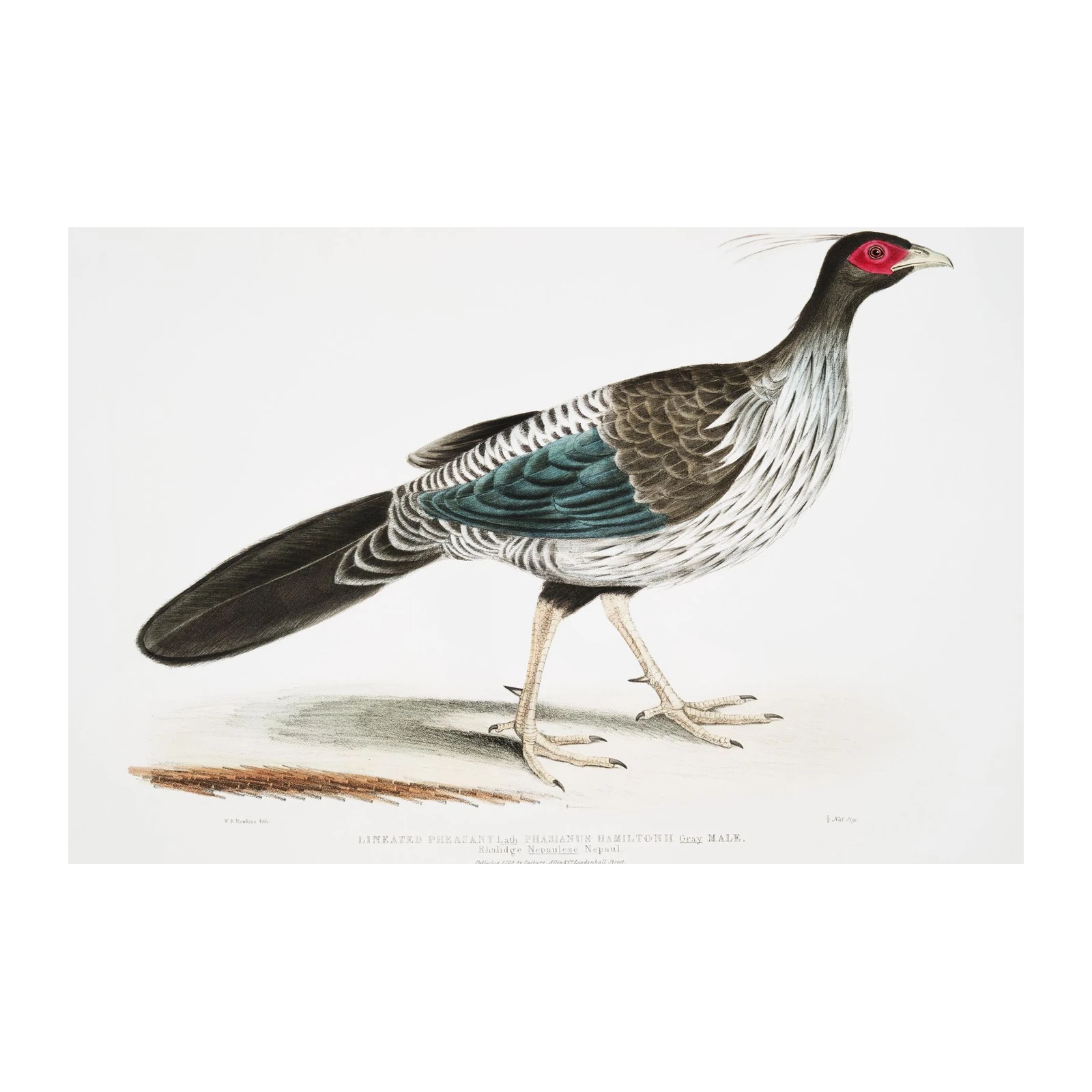 Elegant Lineated Pheasant Vintage Bird Art Wall Art