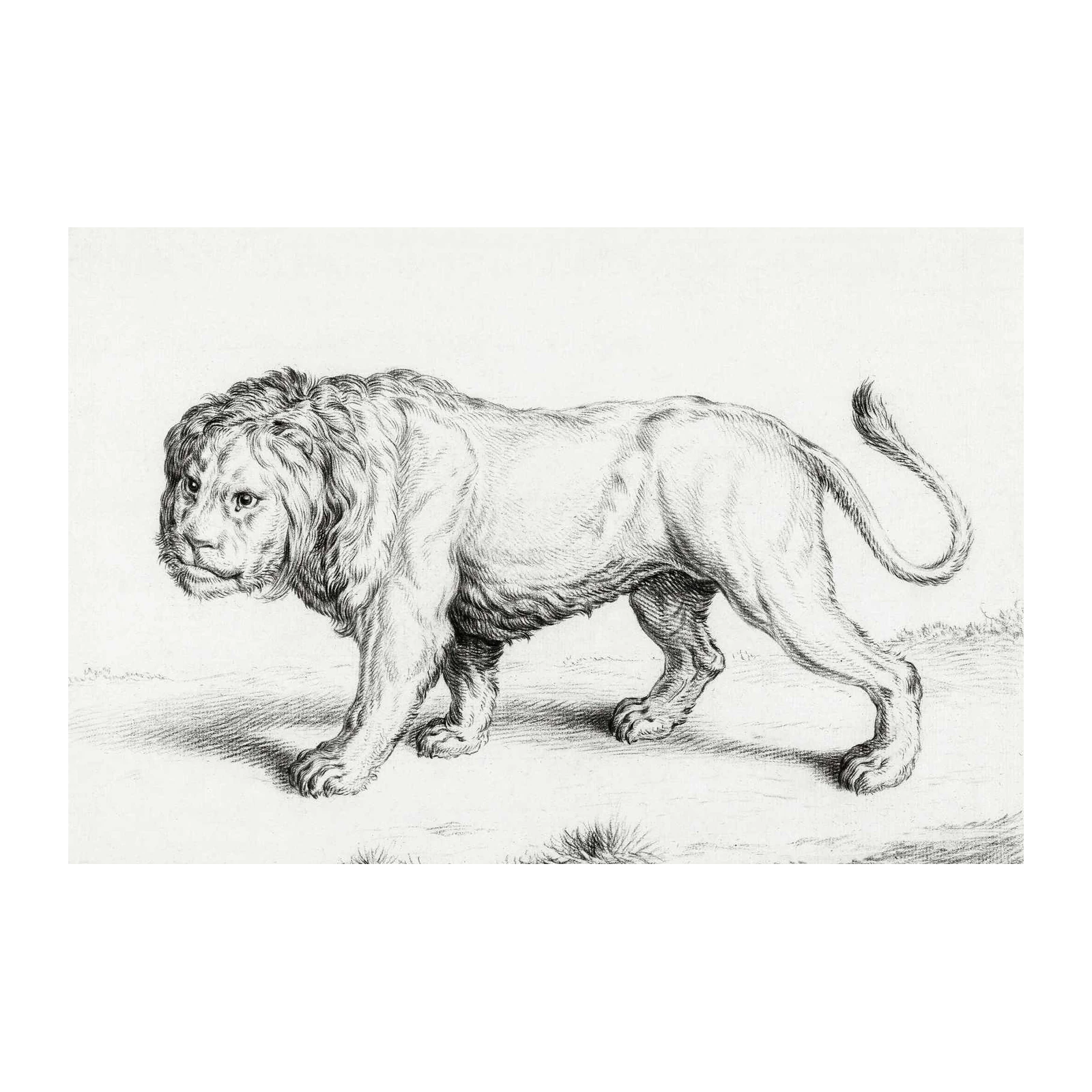 Majestic Lion Vintage Sketch Wall Art