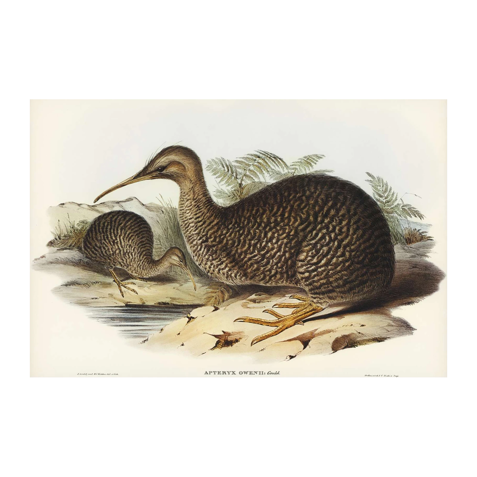 Vintage Kiwi Bird Nature Art Wall Art