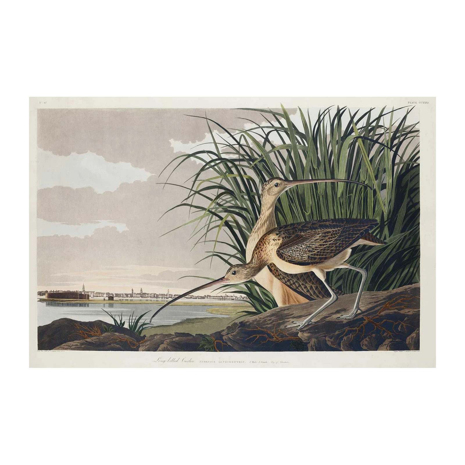Elegant Long-billed Curlew Wildlife Wall Art