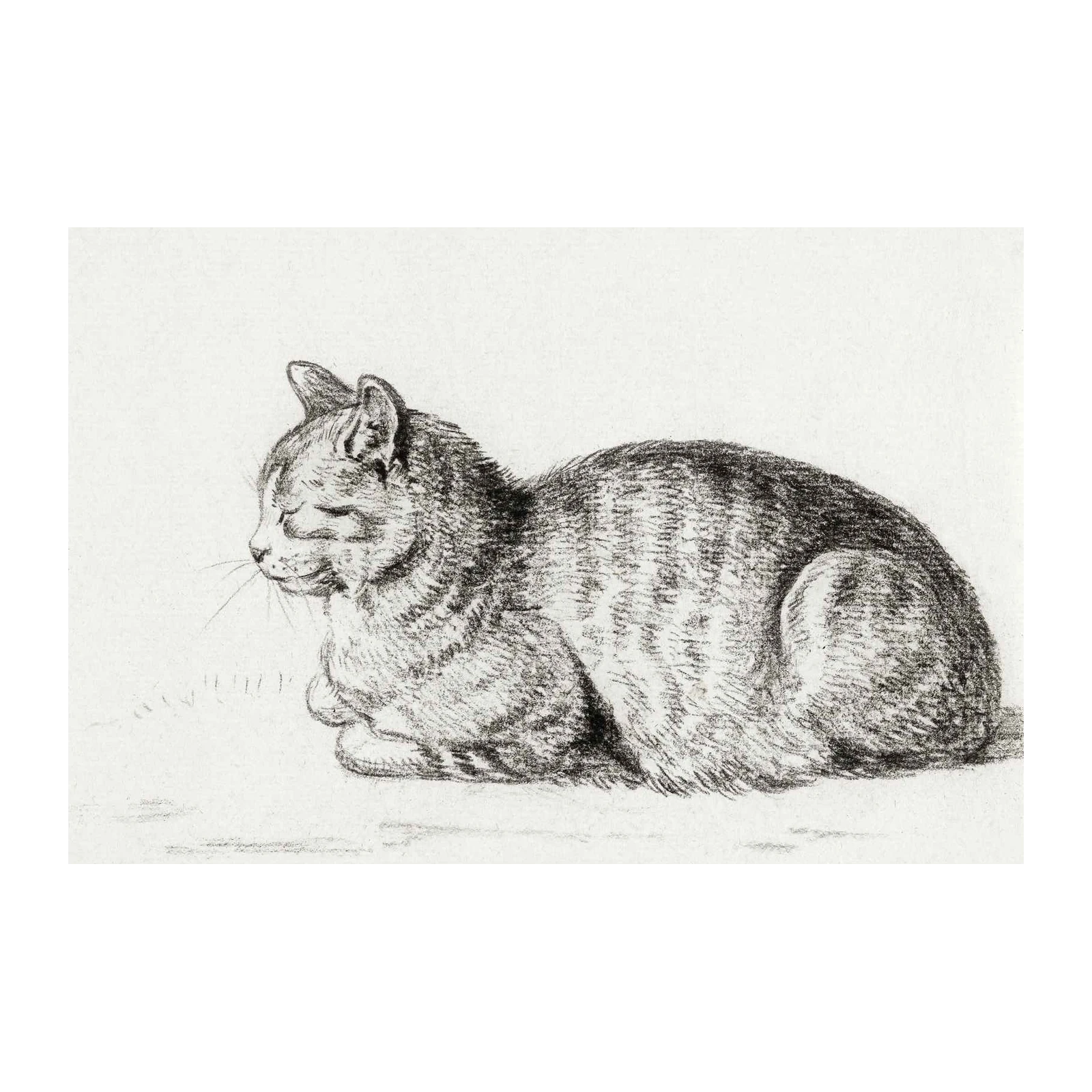 Elegant Tabby Cat Sketch Wall Art