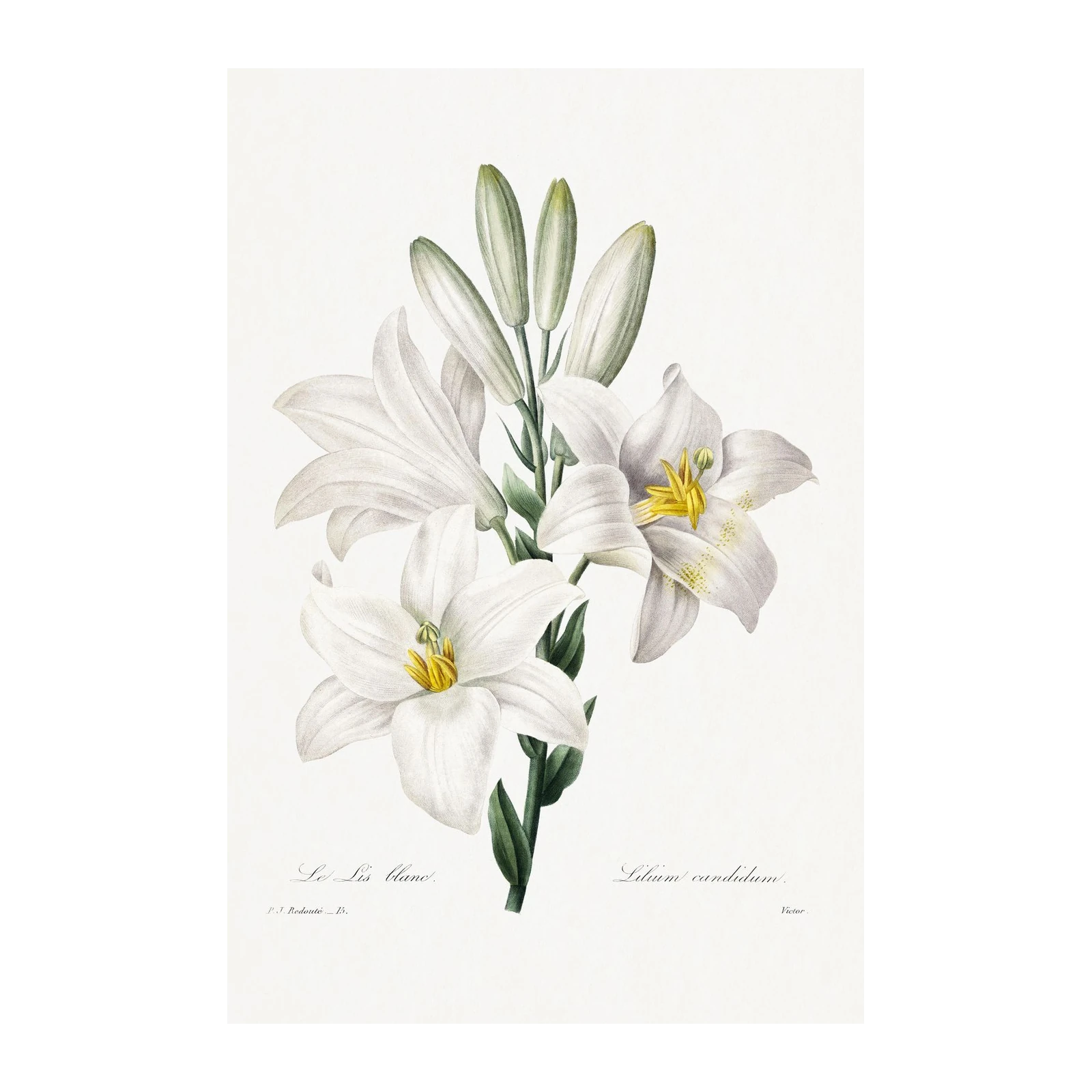 Elegant White Lily Botanical Art Wall Art