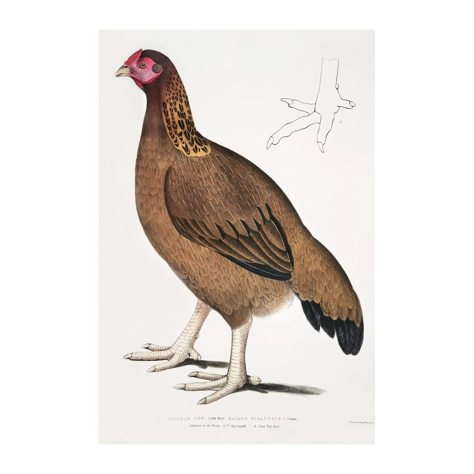 Malabar Hen Vintage Bird Art Wall Art