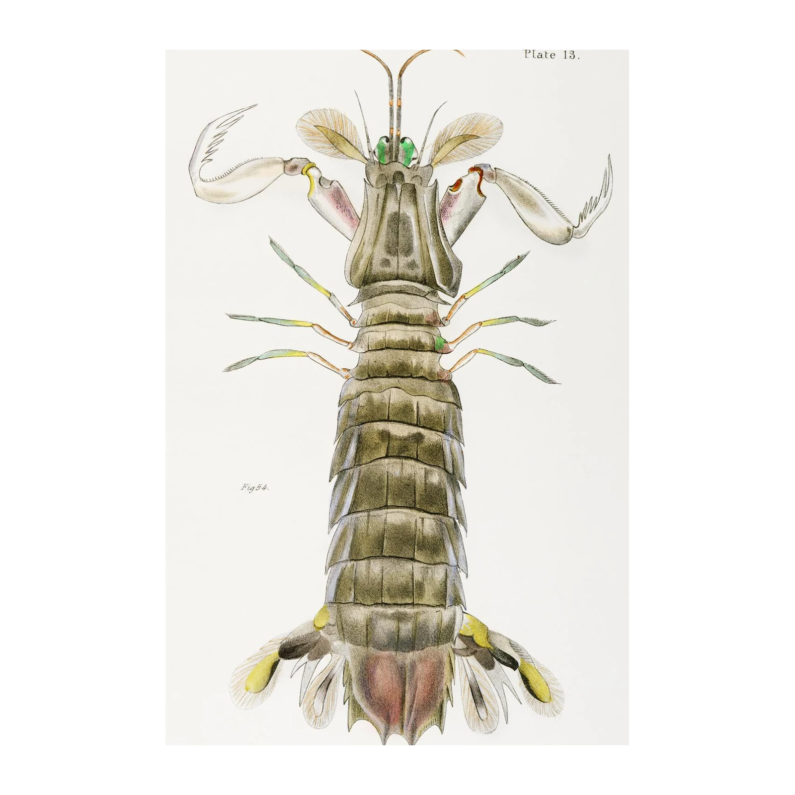 Antique Mantis Shrimp Wall Art