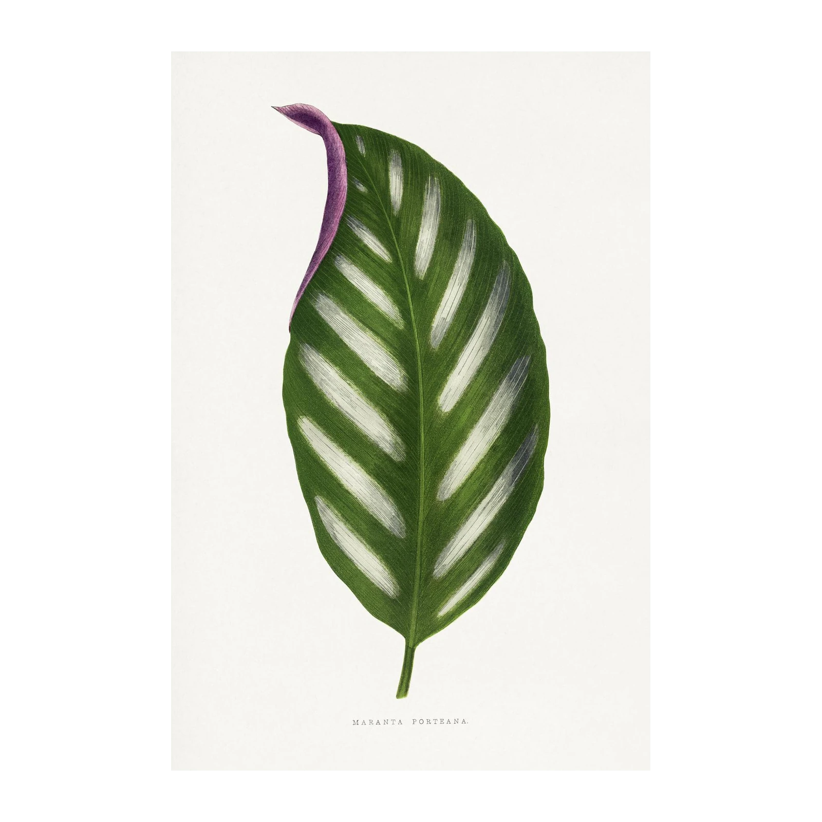 Maranta Porteana Botanical Leaf Wall Art