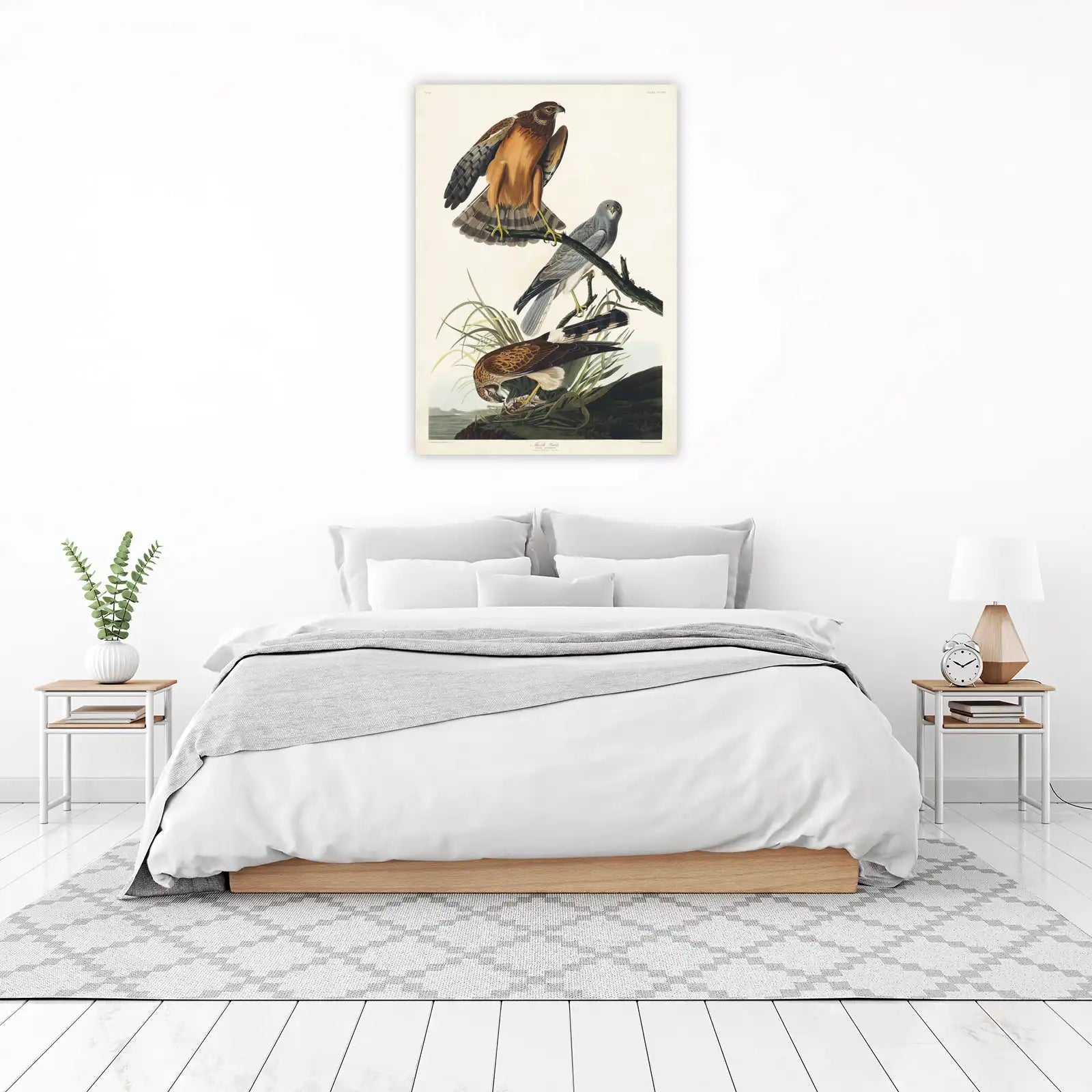Marsh Hawk Bird Art Wall Art
