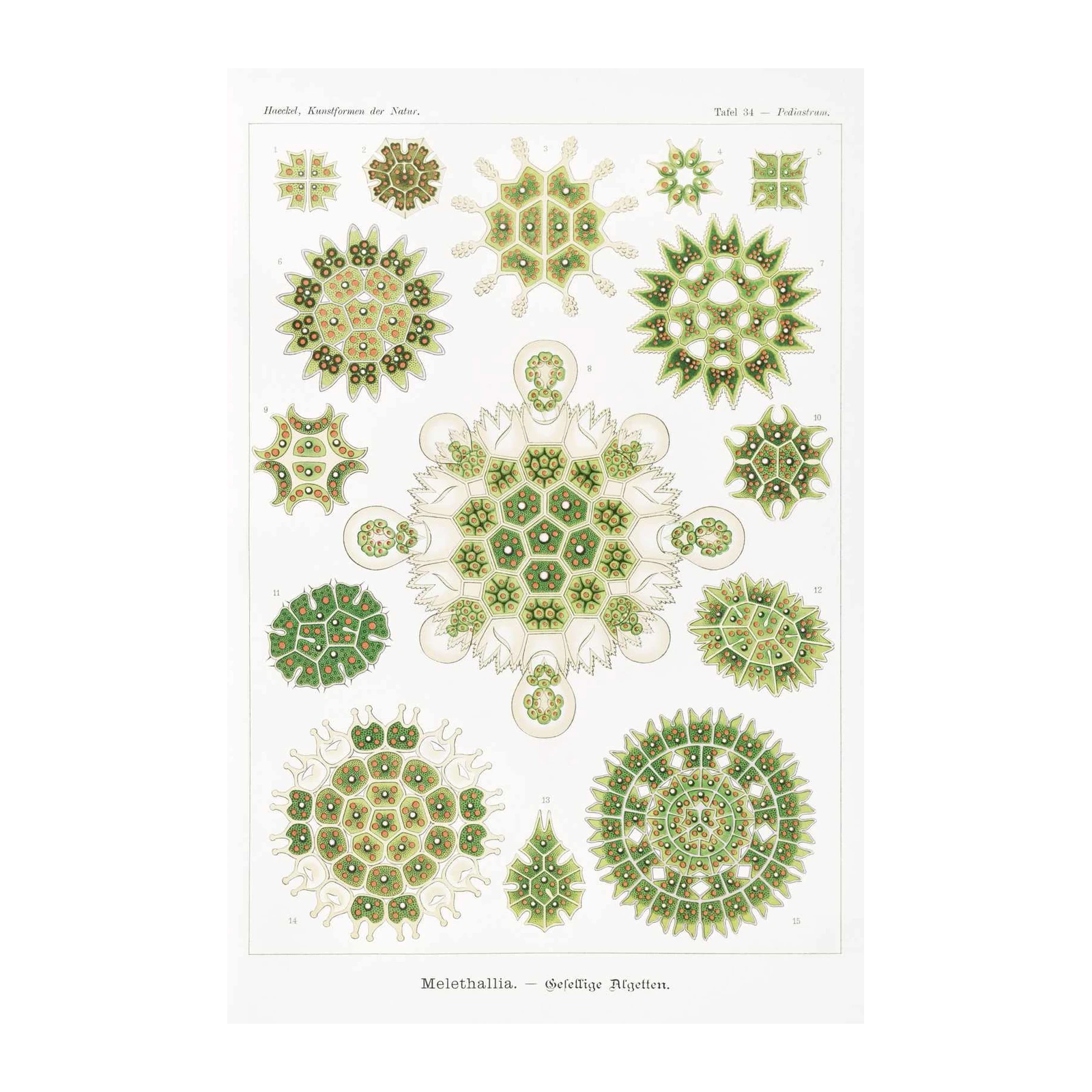 Vintage Algae Botanical Art Print