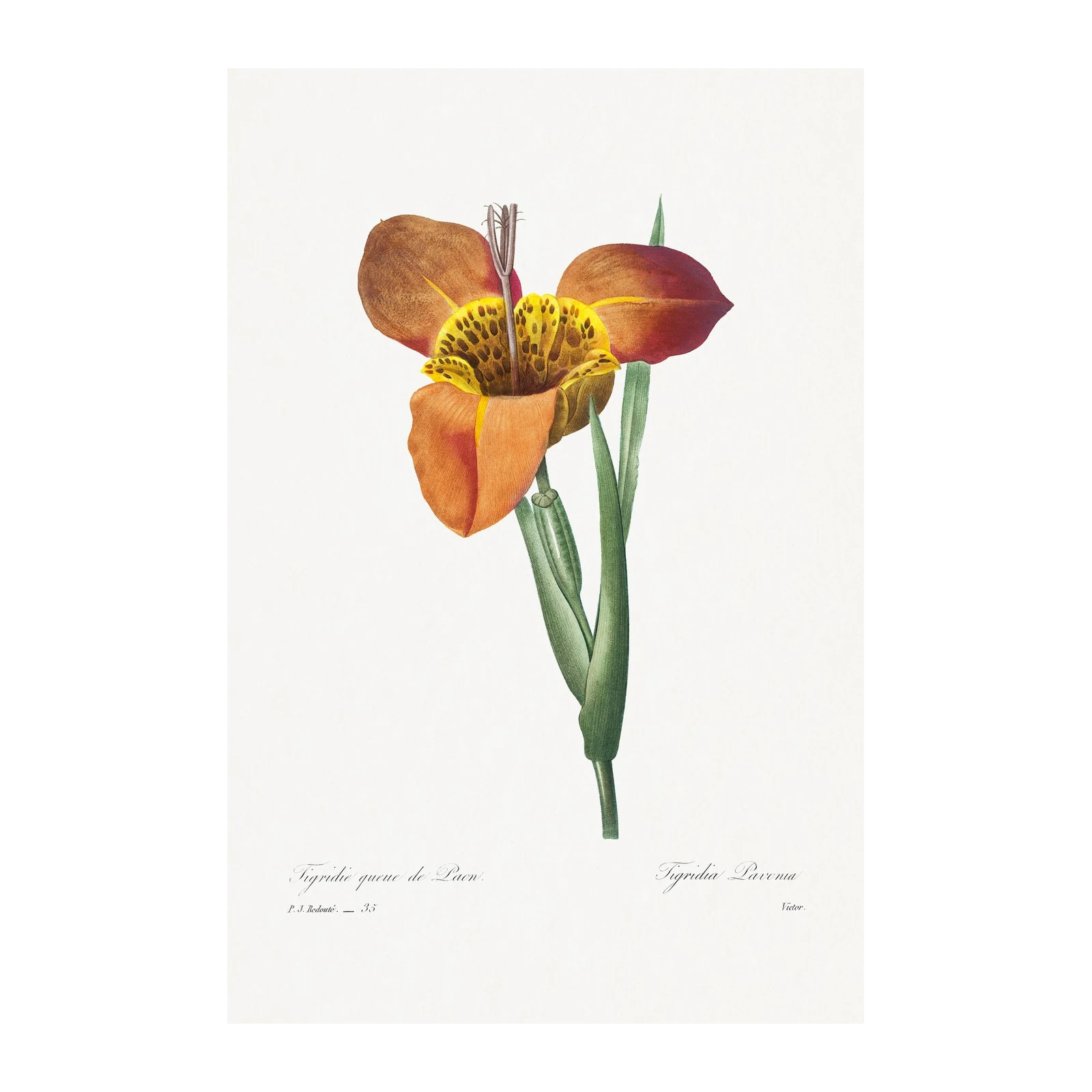 Vintage Tigridia Flower Botanical Wall Art