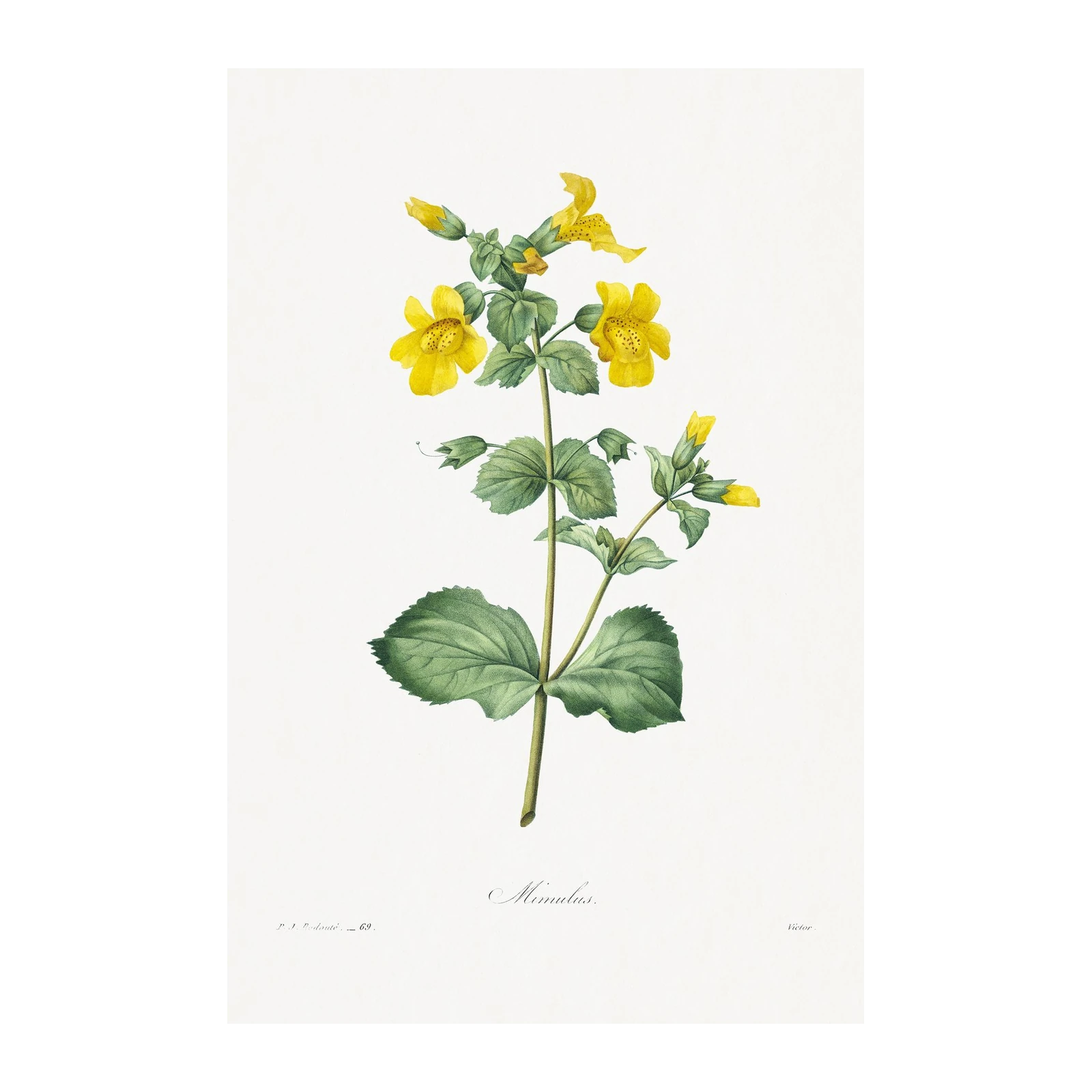 Vintage Yellow Monkey Flower Botanical Wall Art
