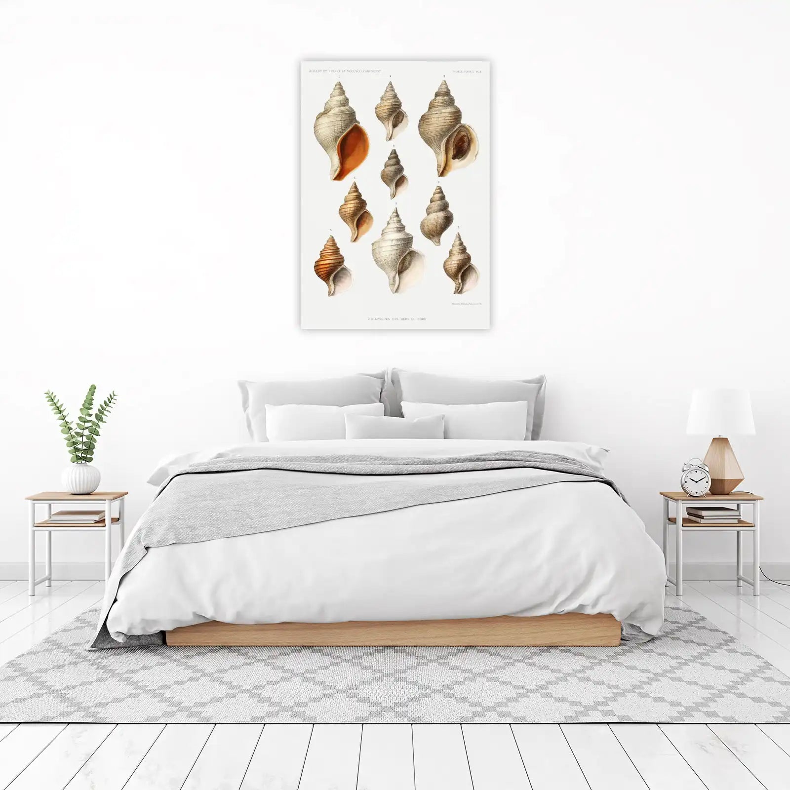 Vintage Shell Art: Mollusks of the North Sea Wall Art