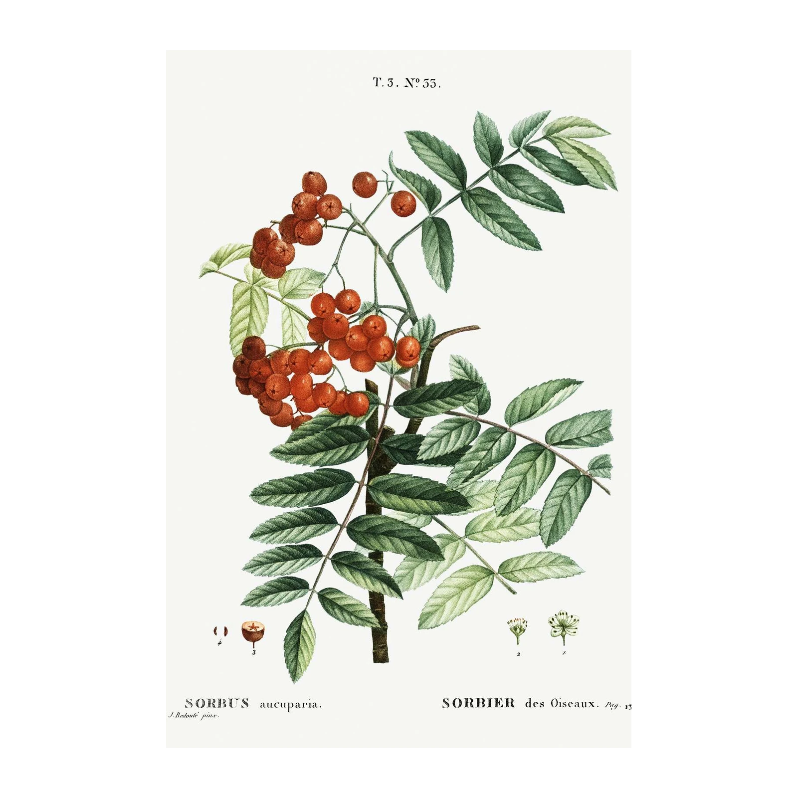 Vintage Sorbus Aucuparia Botanical Wall Art