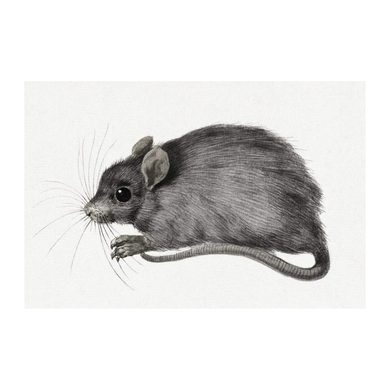 Charming Mouse Illustration Wall Art