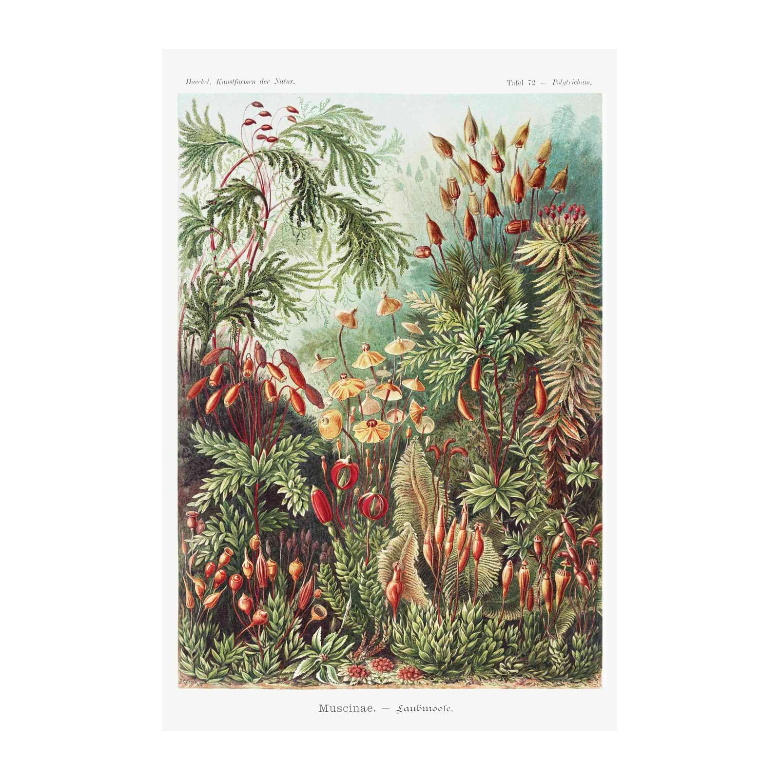 Vintage Botanical Moss Art Wall Art