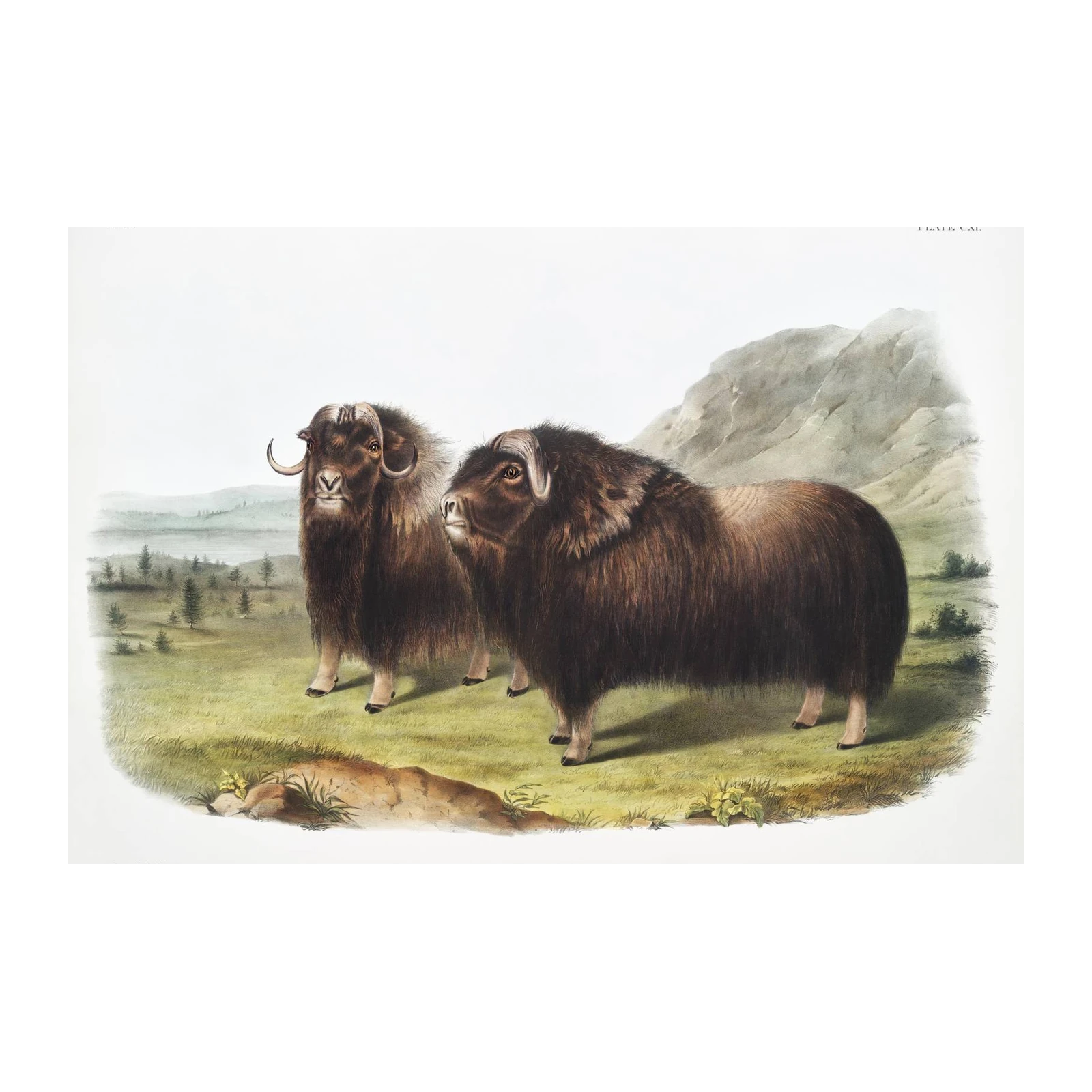 Majestic Musk Oxen Vintage Wildlife Art Wall Art