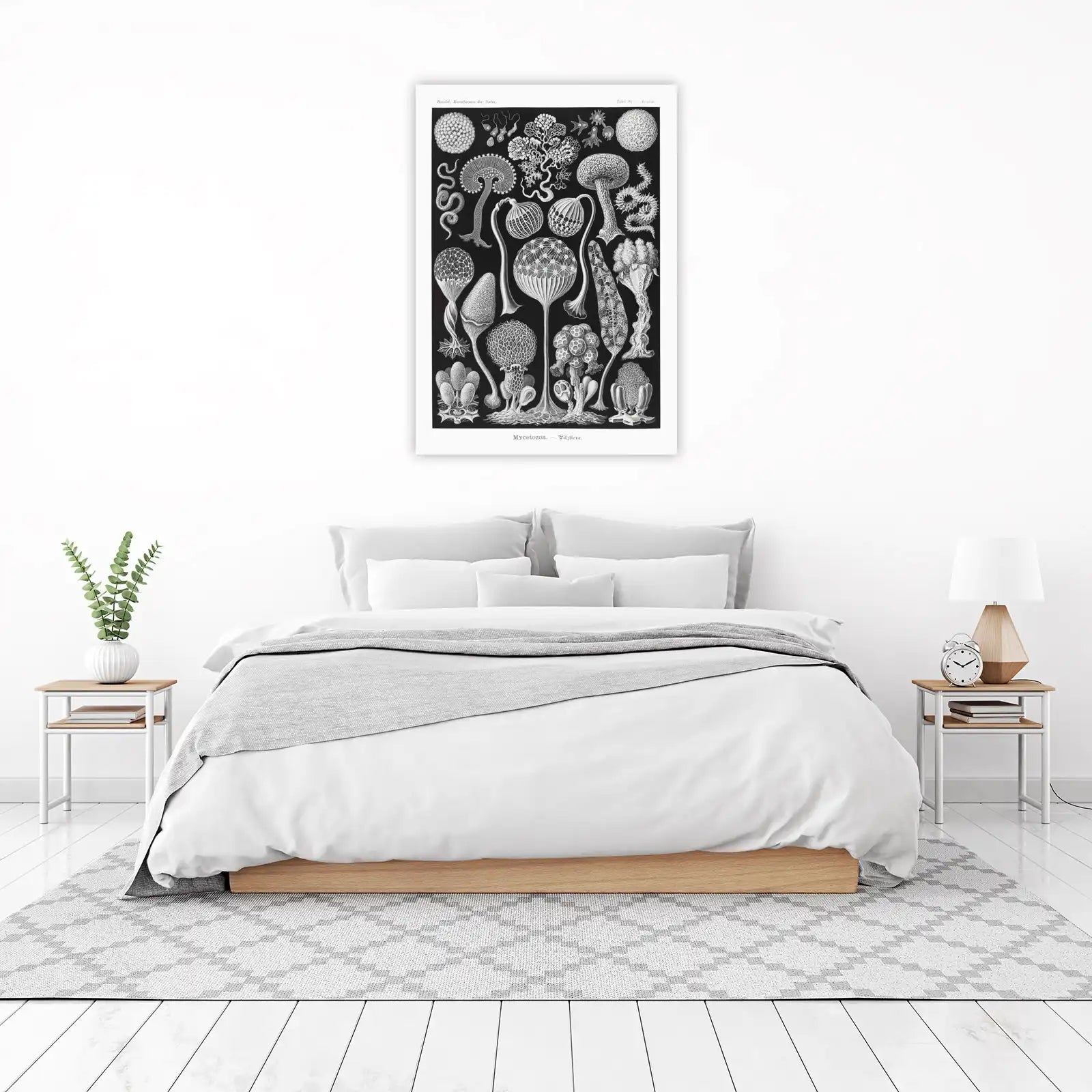 Vintage Mushroom Art & Botanical Illustrations Wall Art