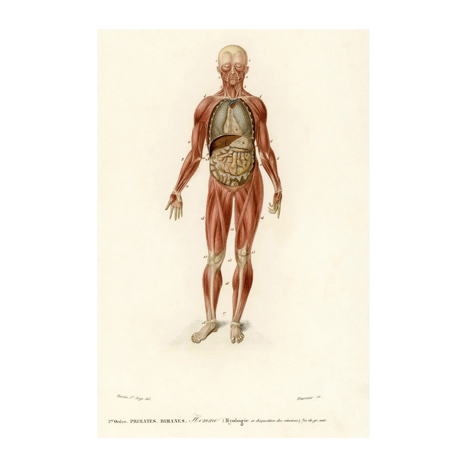 Vintage Anatomical Muscle Man Wall Art