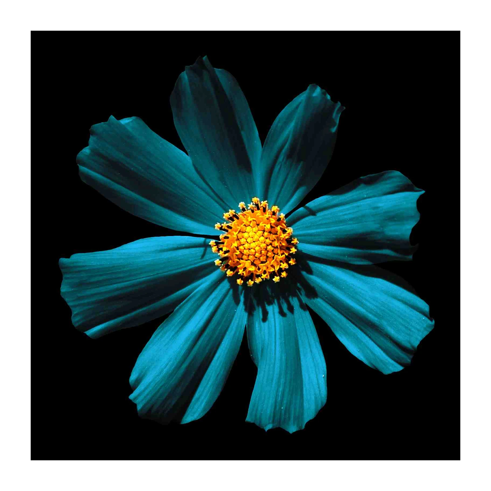 Stunning Teal Flower Bloom Wall Art