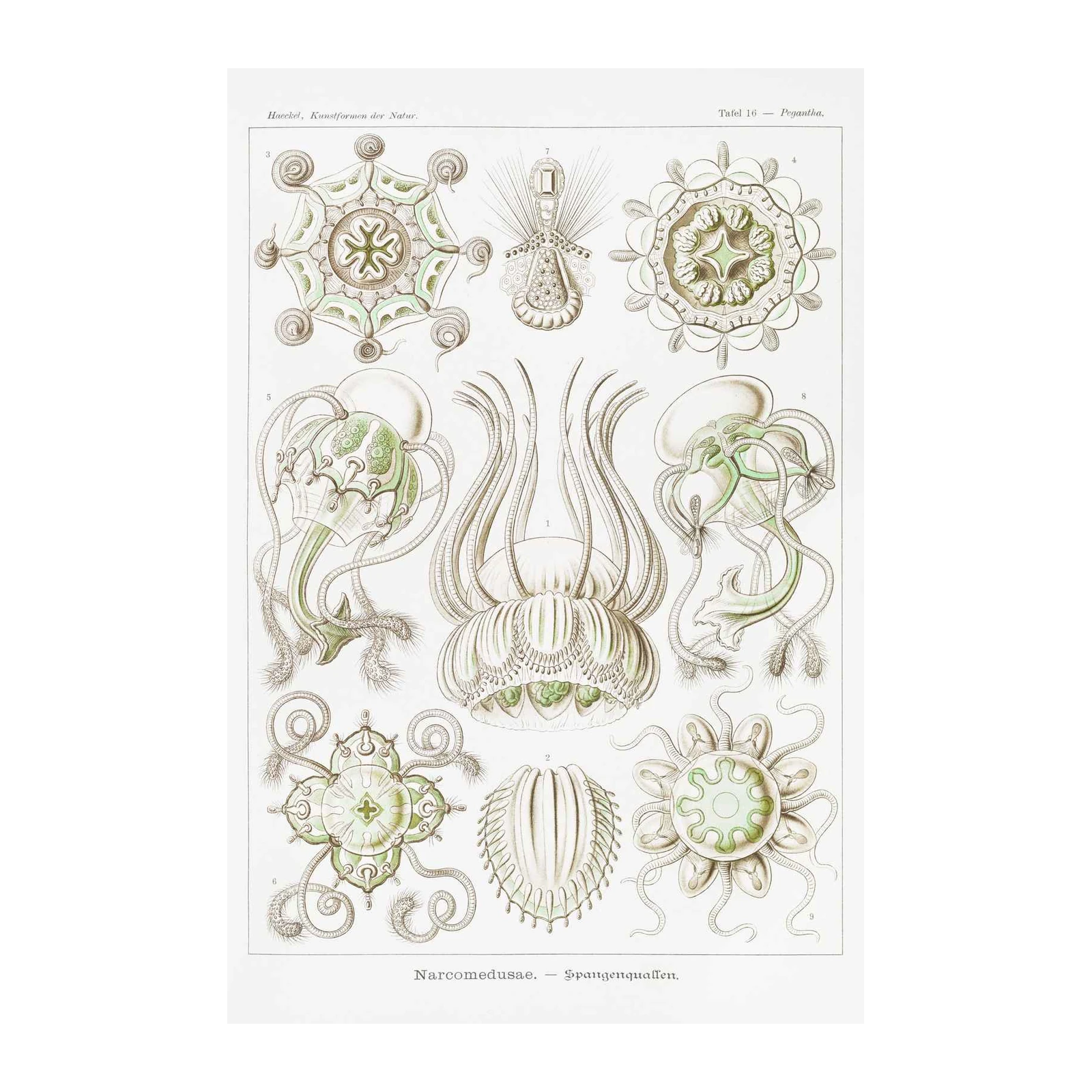 Haeckel Narcomedusae Scientific Jellyfish Wall Art