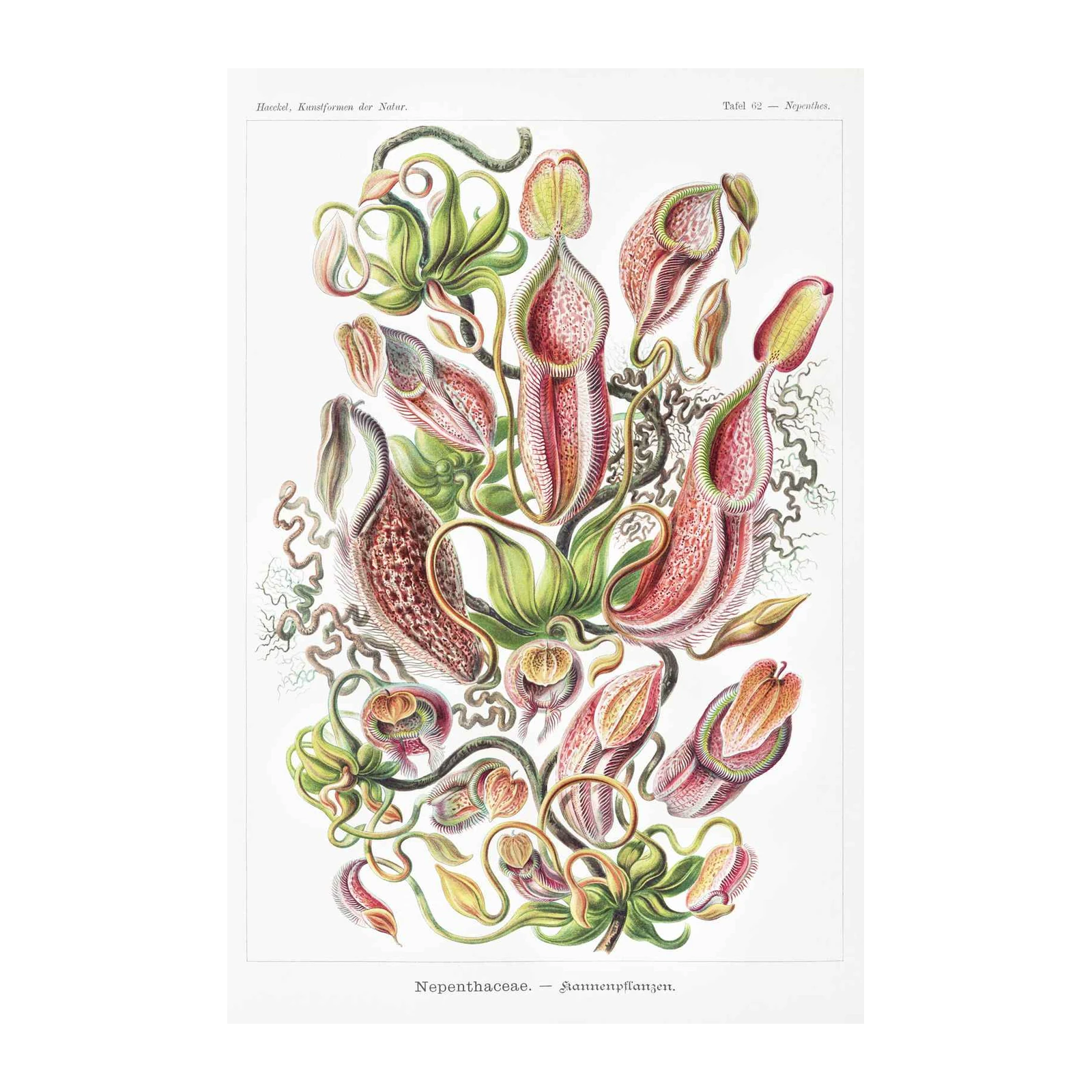 Exotic Pitcher Plant Botanical Vintage Wall Art