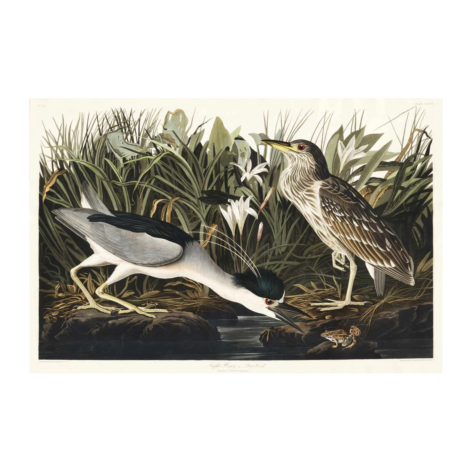 Night Heron Vintage Bird Art Wall Art