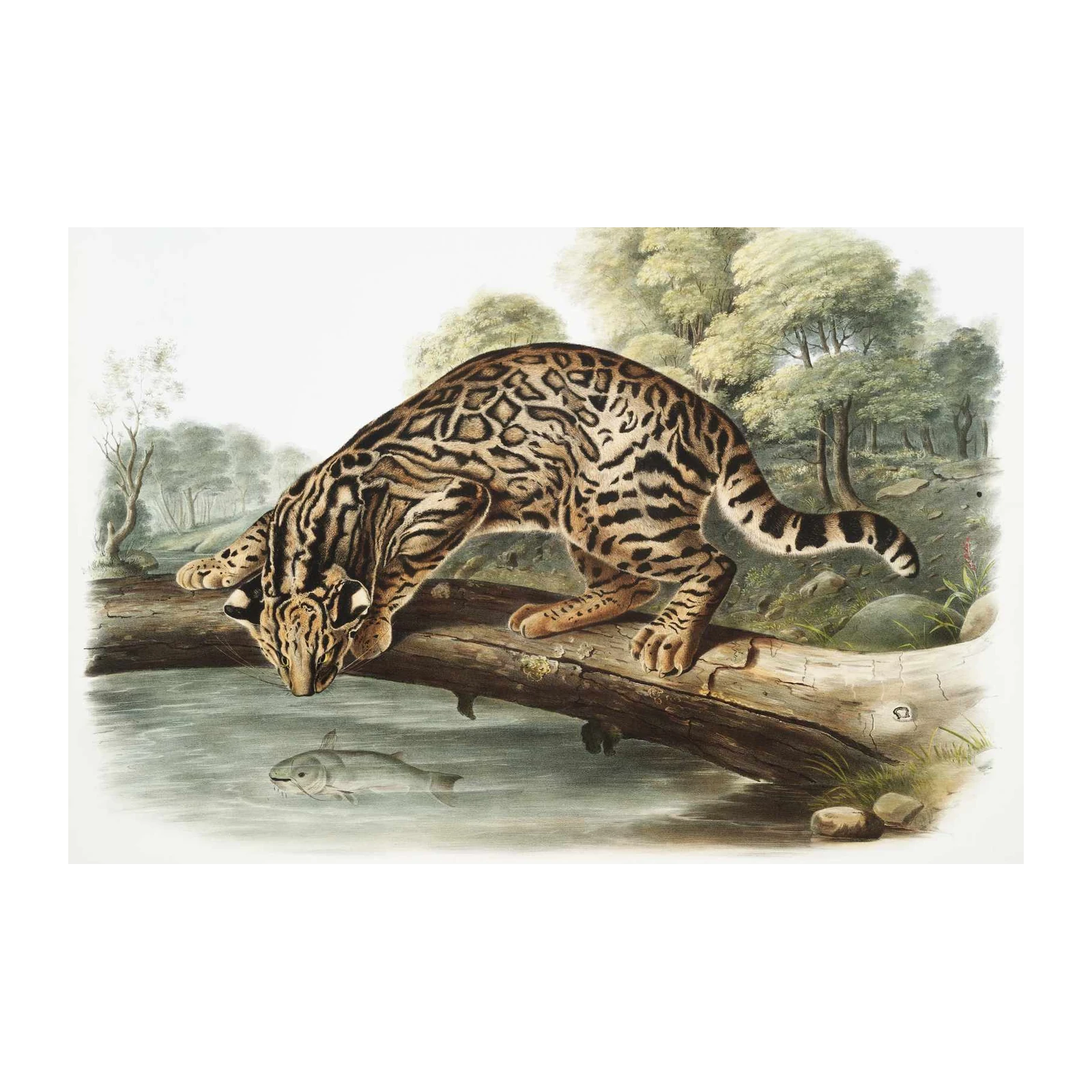 Ocelot on Log Vintage Animal Art Wall Art