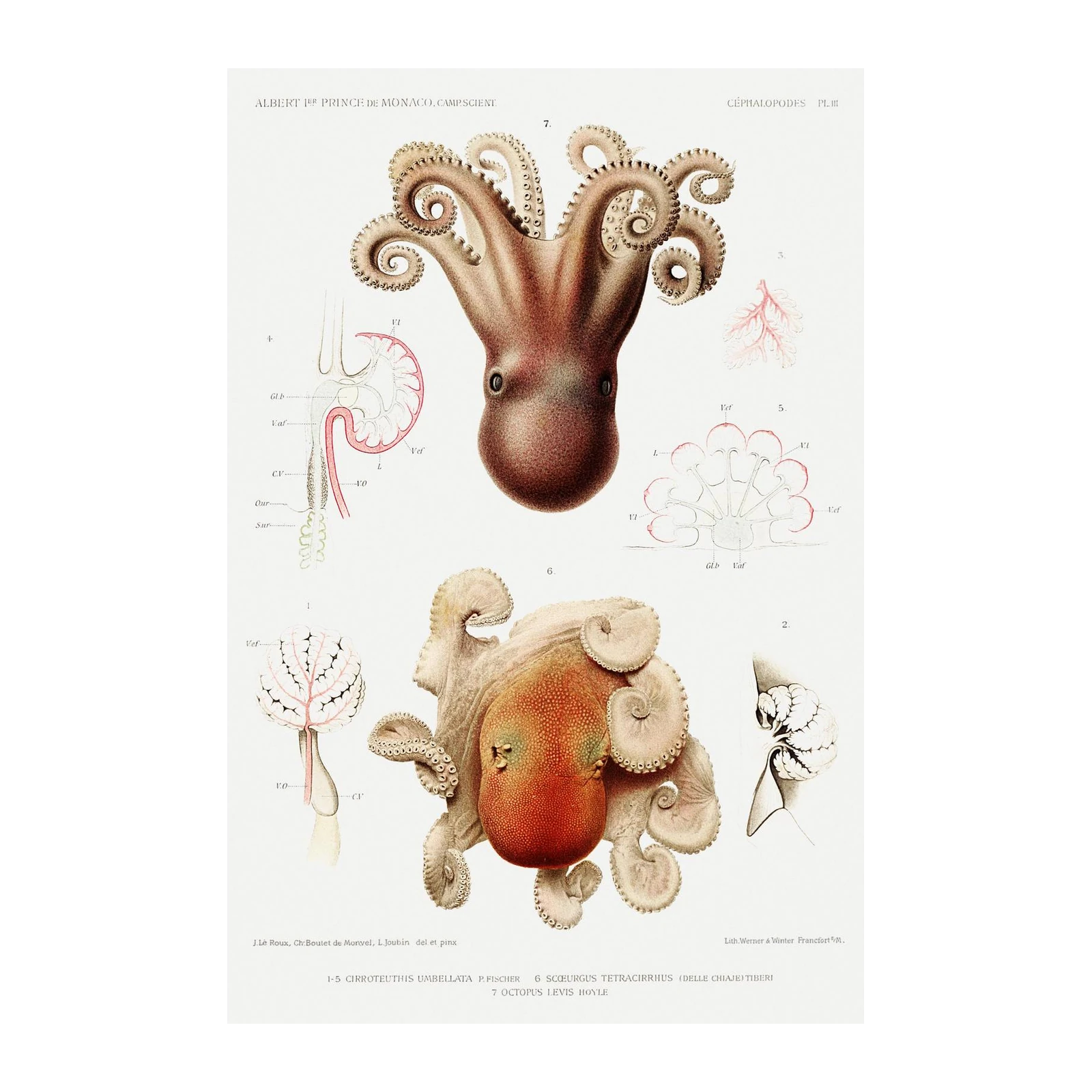 Vintage Octopus & Cephalopod Anatomy Wall Art